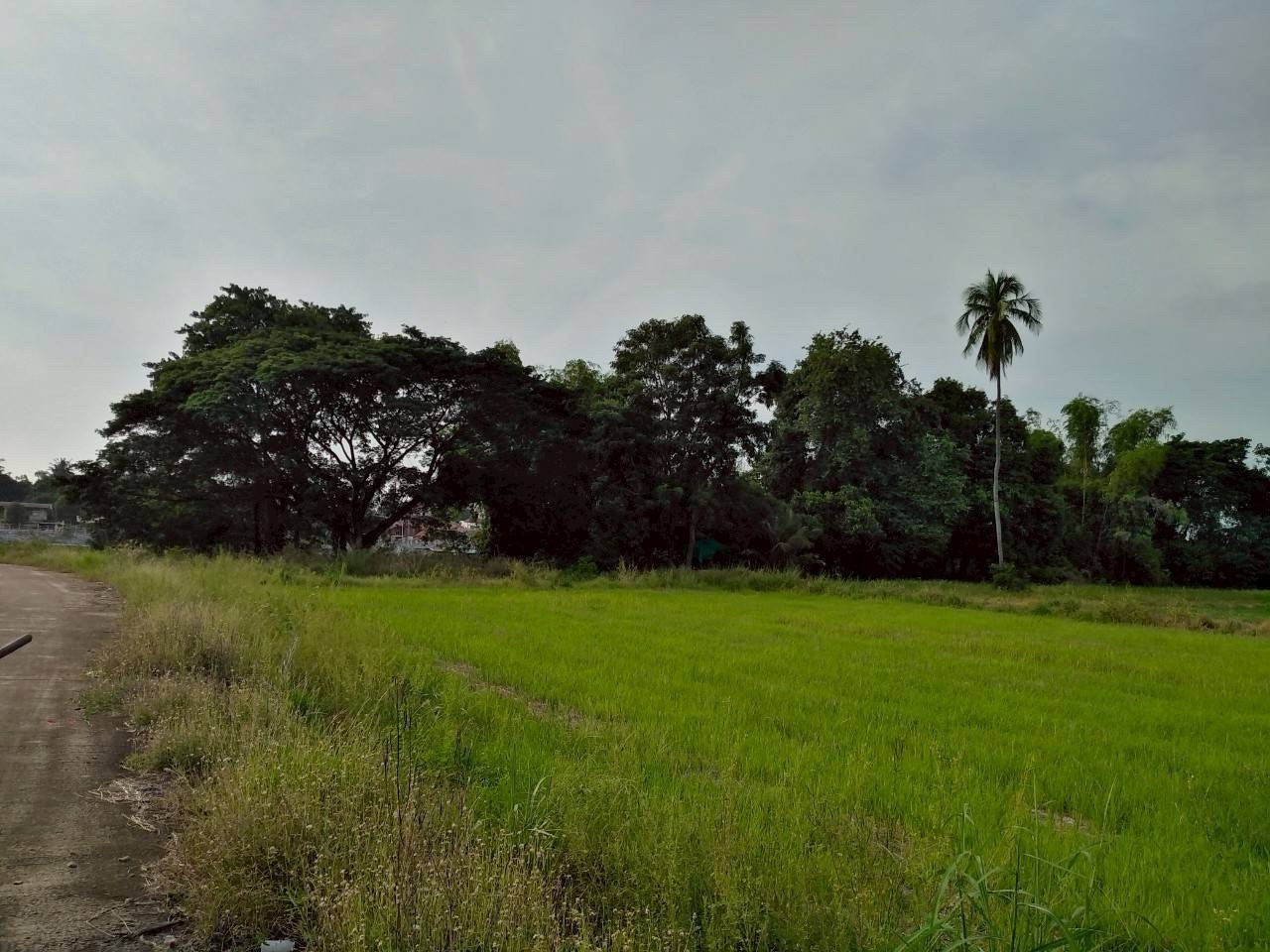 Land along the Nan River 2-3-15.9 sq m. 1.5 million – รูปที่ 3
