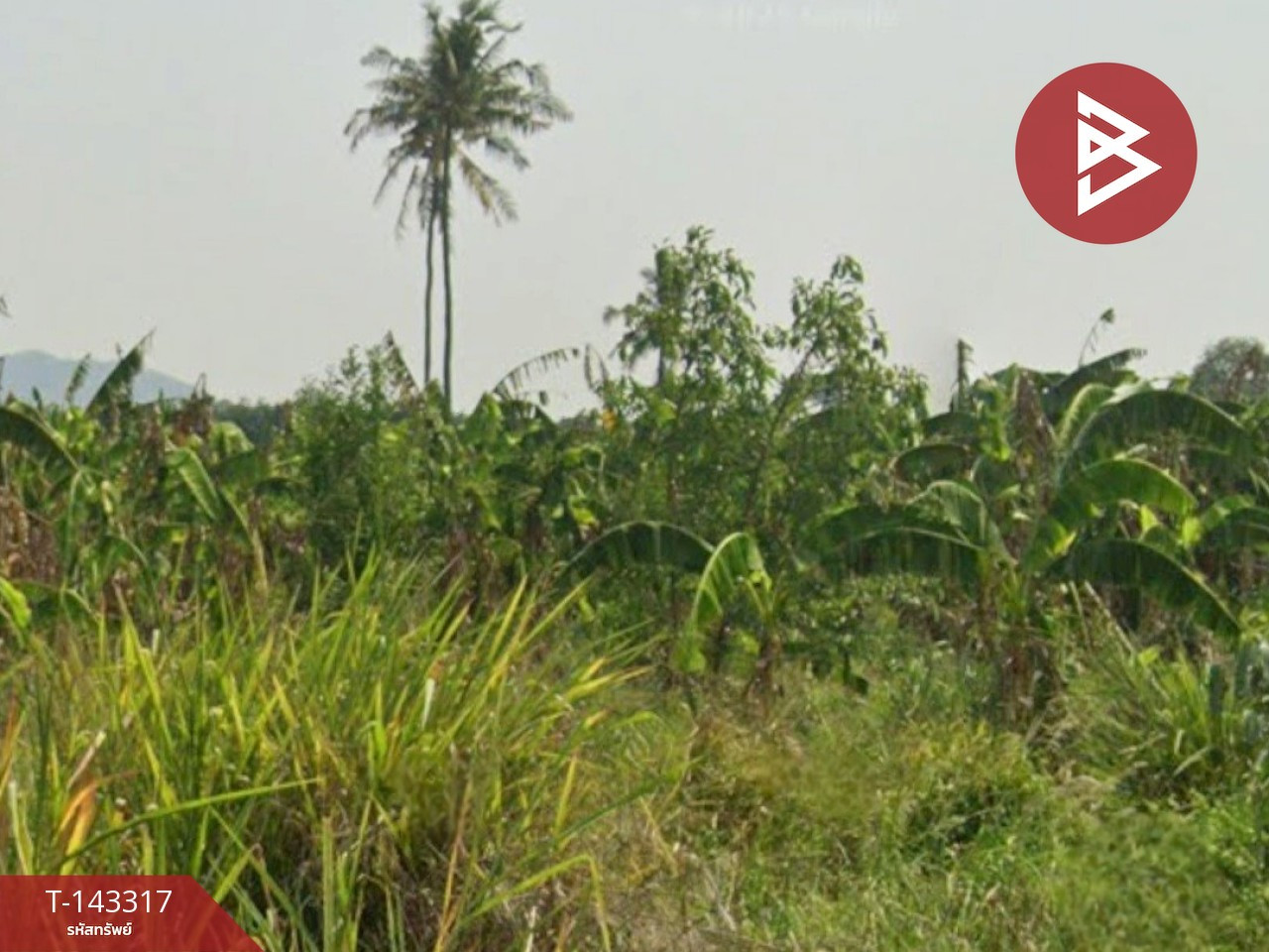 Land for sale, area 25 rai 3 ngan 65 sq m, Hua Hin, Prachuap Khiri Khan. Land for sale, area 25 rai 3 ngan 65 sq m, Hua Hin, Prachuap Khiri Khan.