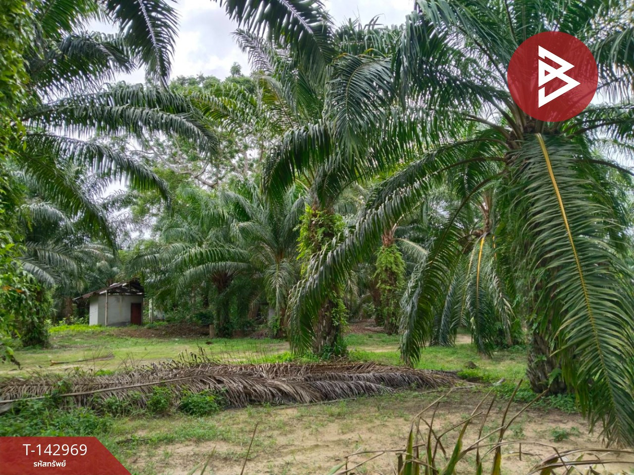 Land for sale, area 26 rai 1 ngan 16.1 sq m, Thung Kha, Chumphon.