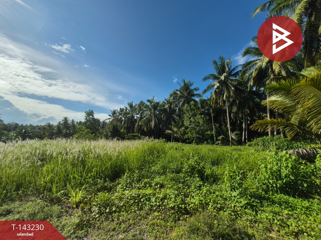 Land for sale, area 1 rai 1 ngan, Bang Bai Mai, Surat Thani. Land for sale, area 1 rai 1 ngan, Bang Bai Mai, Surat Thani.