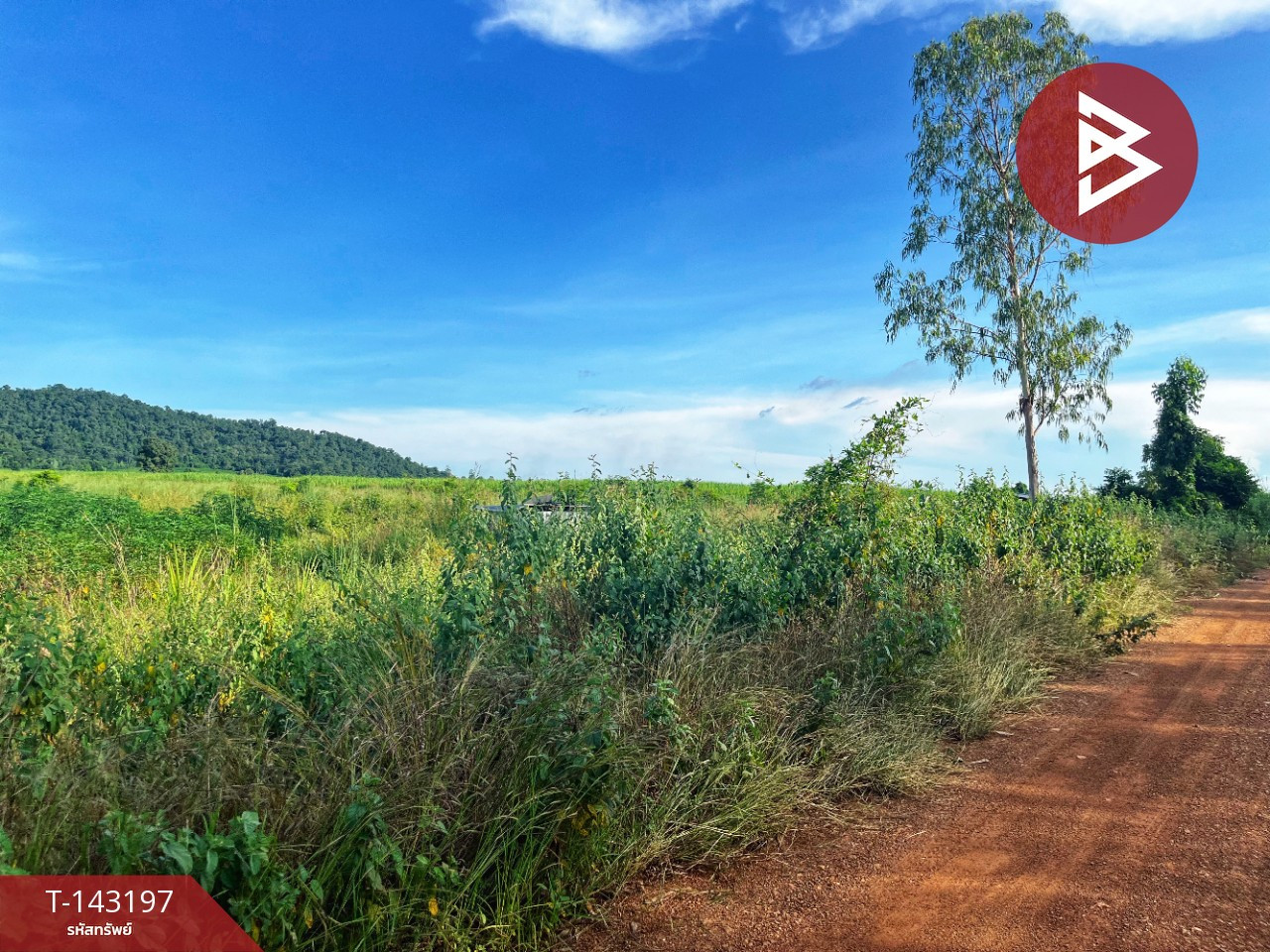 ขายที่ดิน เนื้อที่ 41 ไร่ 2 งาน 30 ตร.วา หันคา ชัยนาท – รูปที่ 2