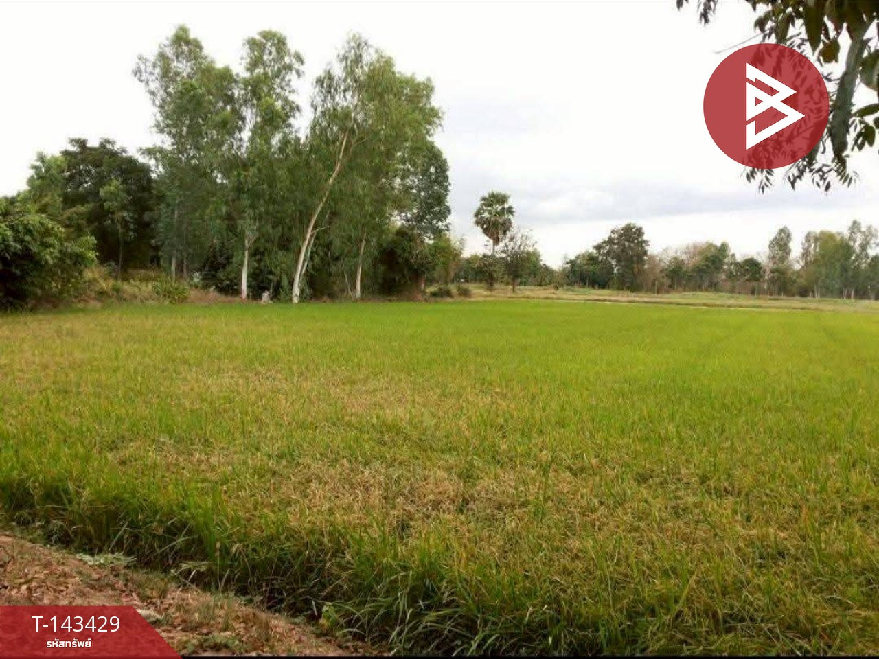 Land for sale, area 6 rai 2 ngan 1 sq m, Makham Sung, Phitsanulok – รูปที่ 4