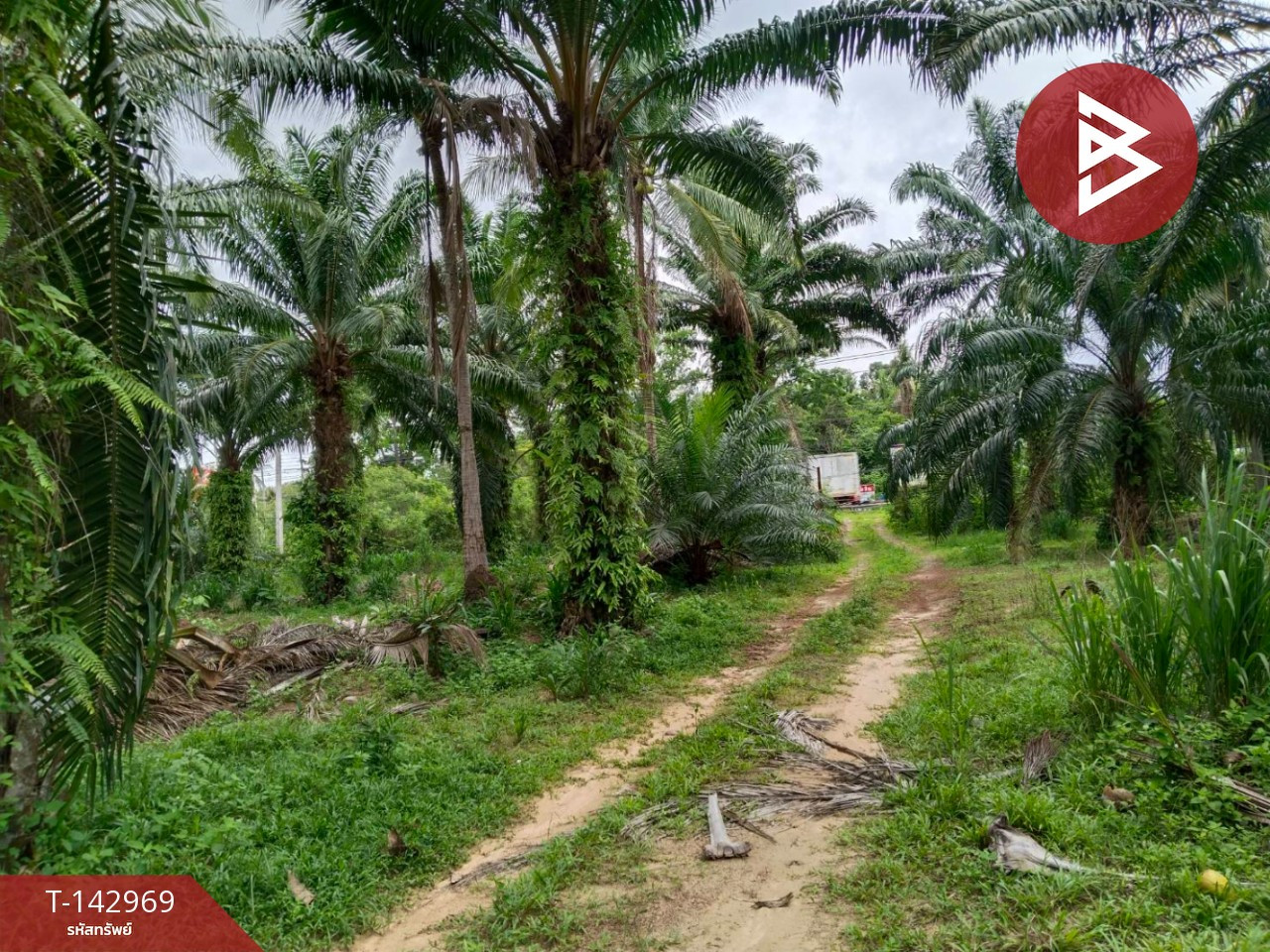 ขายที่ดิน เนื้อที่ 26 ไร่ 1 งาน 16.1 ตร.วา ทุ่งคา ชุมพร – รูปที่ 2