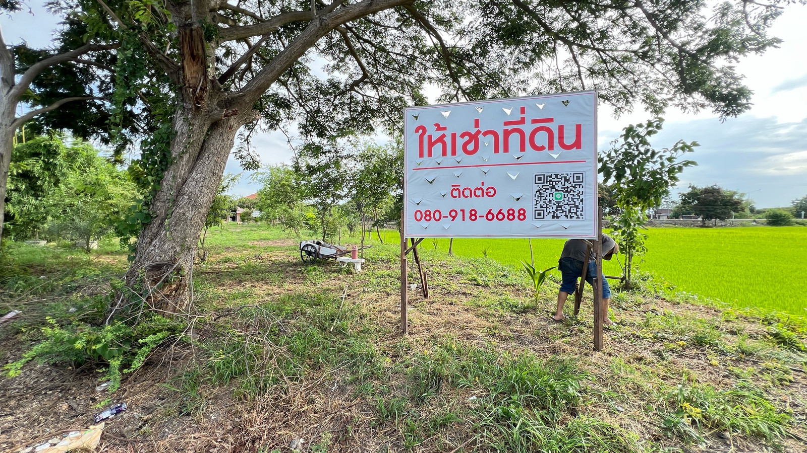 Land for rent, rice field view – รูปที่ 4
