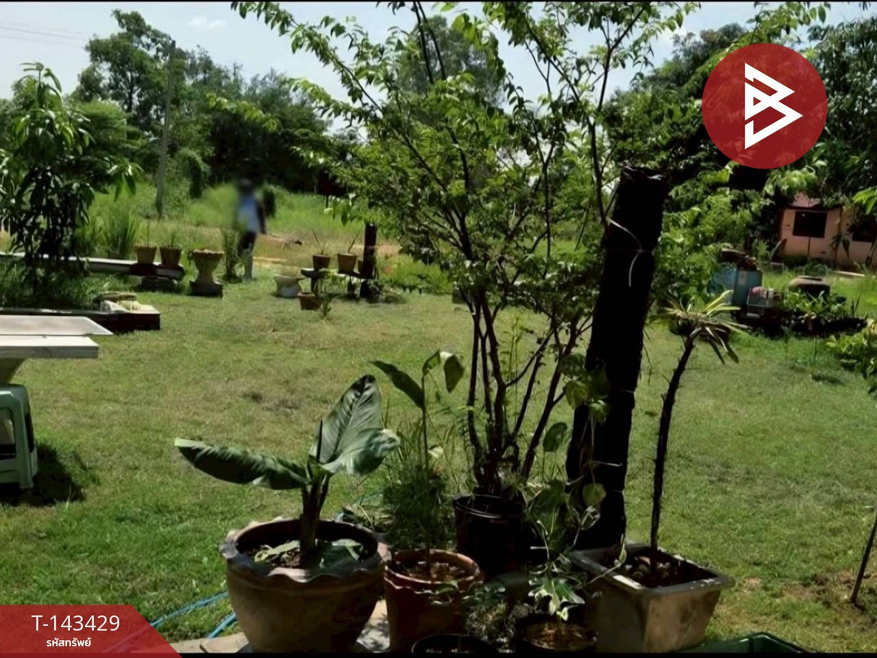Land for sale, area 6 rai 2 ngan 1 sq m, Makham Sung, Phitsanulok – รูปที่ 3