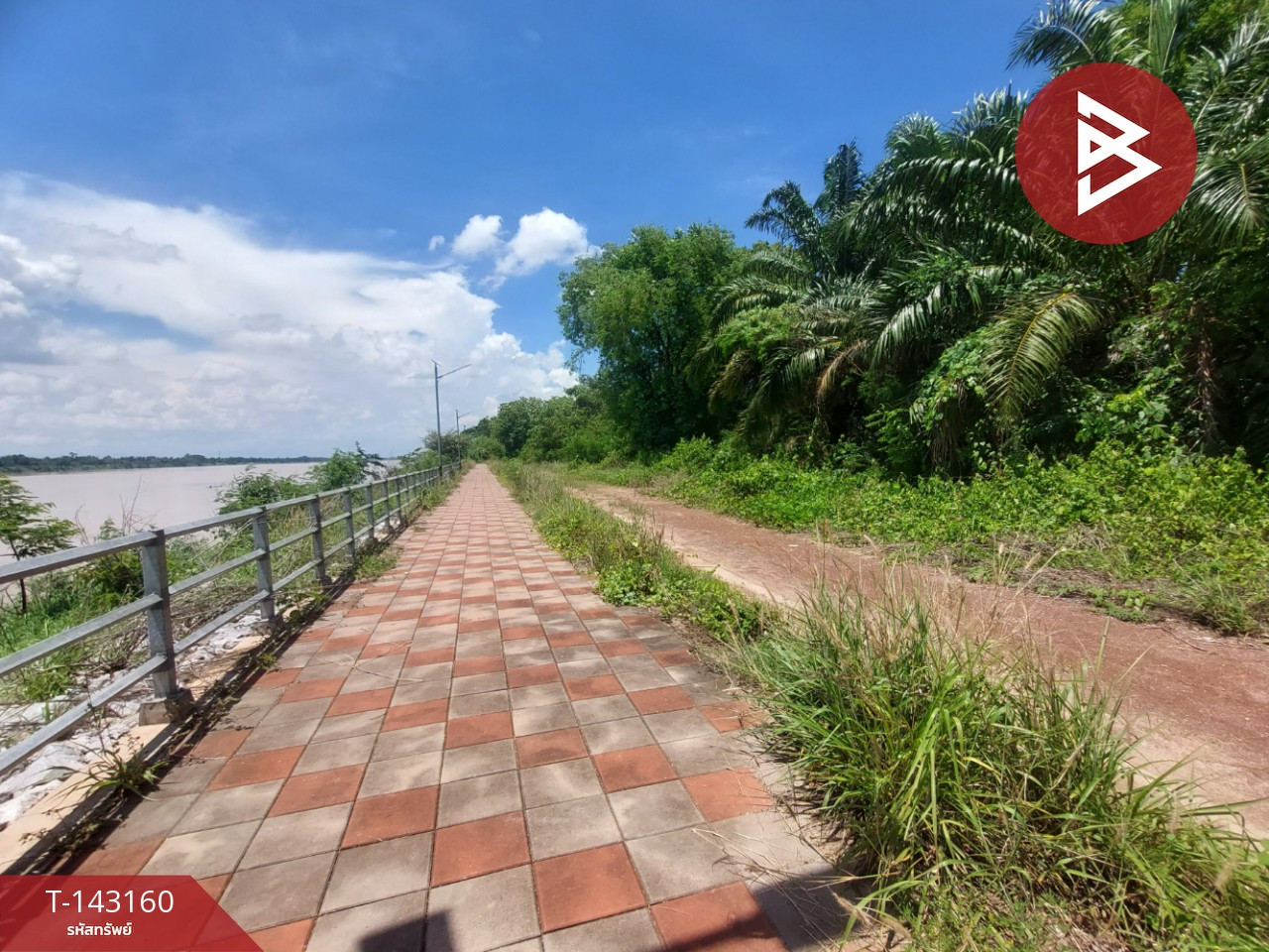 Land for sale next to the Mekong River, area 5 rai 85 sq m, Wat Luang, Phon Phisai, Nong Khai.