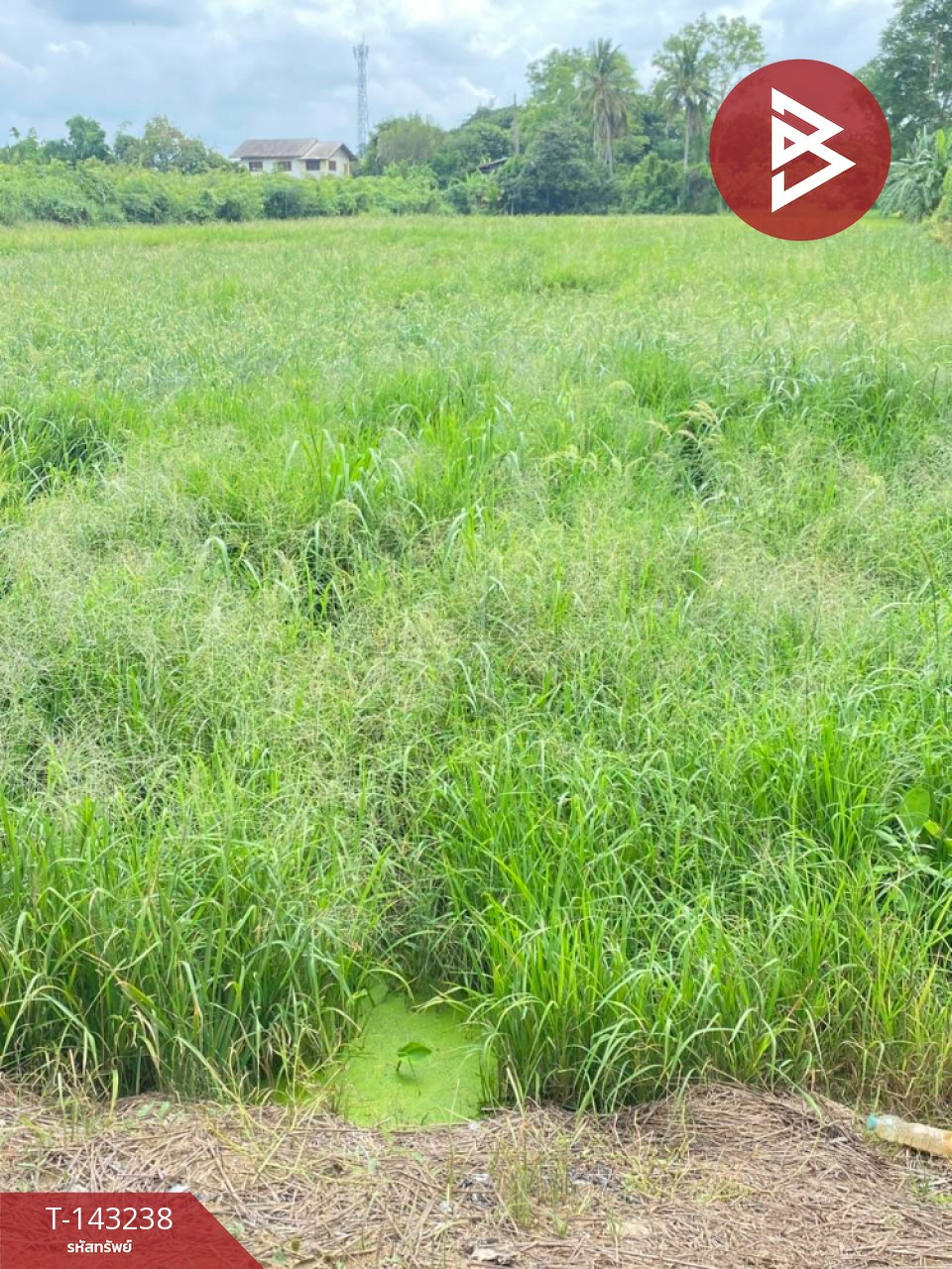 ขายที่ดิน เนื้อที่ 4 ไร่ 92 ตร.วา ท่าโพธิ์ พิษณุโลก – รูปที่ 2