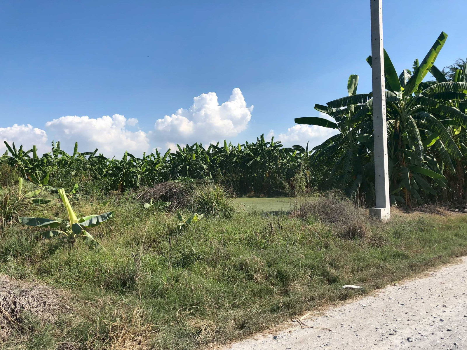 Land for sale near Salaya, Wat Pa Sri Thaworn Khlong Yong, 3 rai 60 square wah. Can be sold in smaller plots. – รูปที่ 4