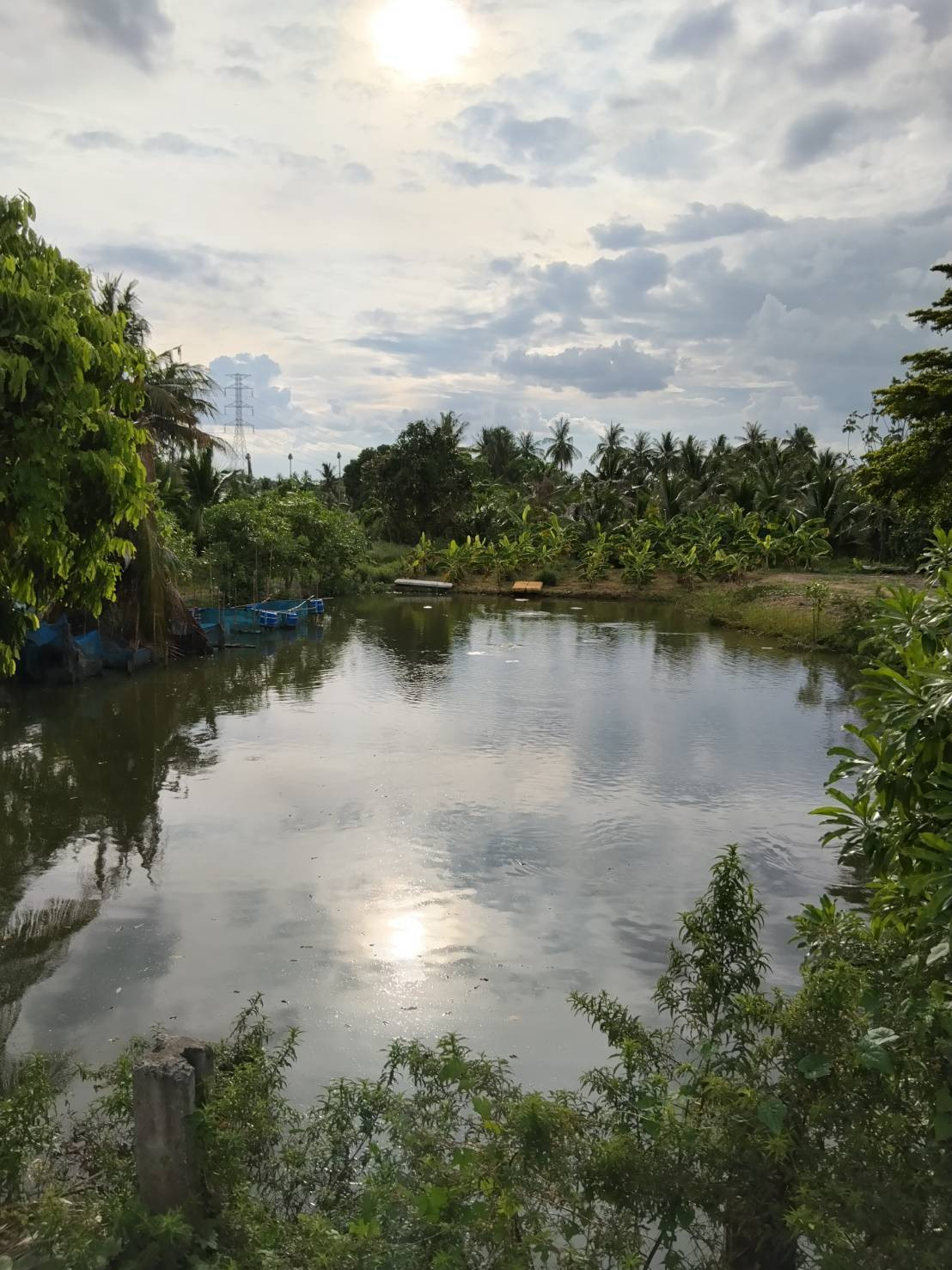 Land for sale with coconut plantation, area 8 rai 1 ngan, Sam Phran District, Nakhon Pathom Province. If interested, contact Chanita 088-2878791. – รูปที่ 3