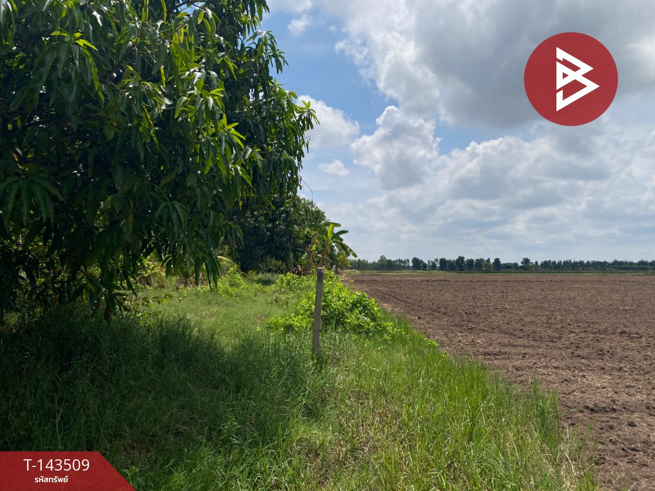 Land for sale, already filled in, area 14 rai 1 ngan 91.0 square wa, Chum Phuang District, Nakhon Ratchasima, has a pond and fruit orchard. Land for sale, already filled in, area 14 rai 1 ngan 91.0 square wa, Chum Phuang District, Nakhon Ratchasima, has a pond and fruit orchard.