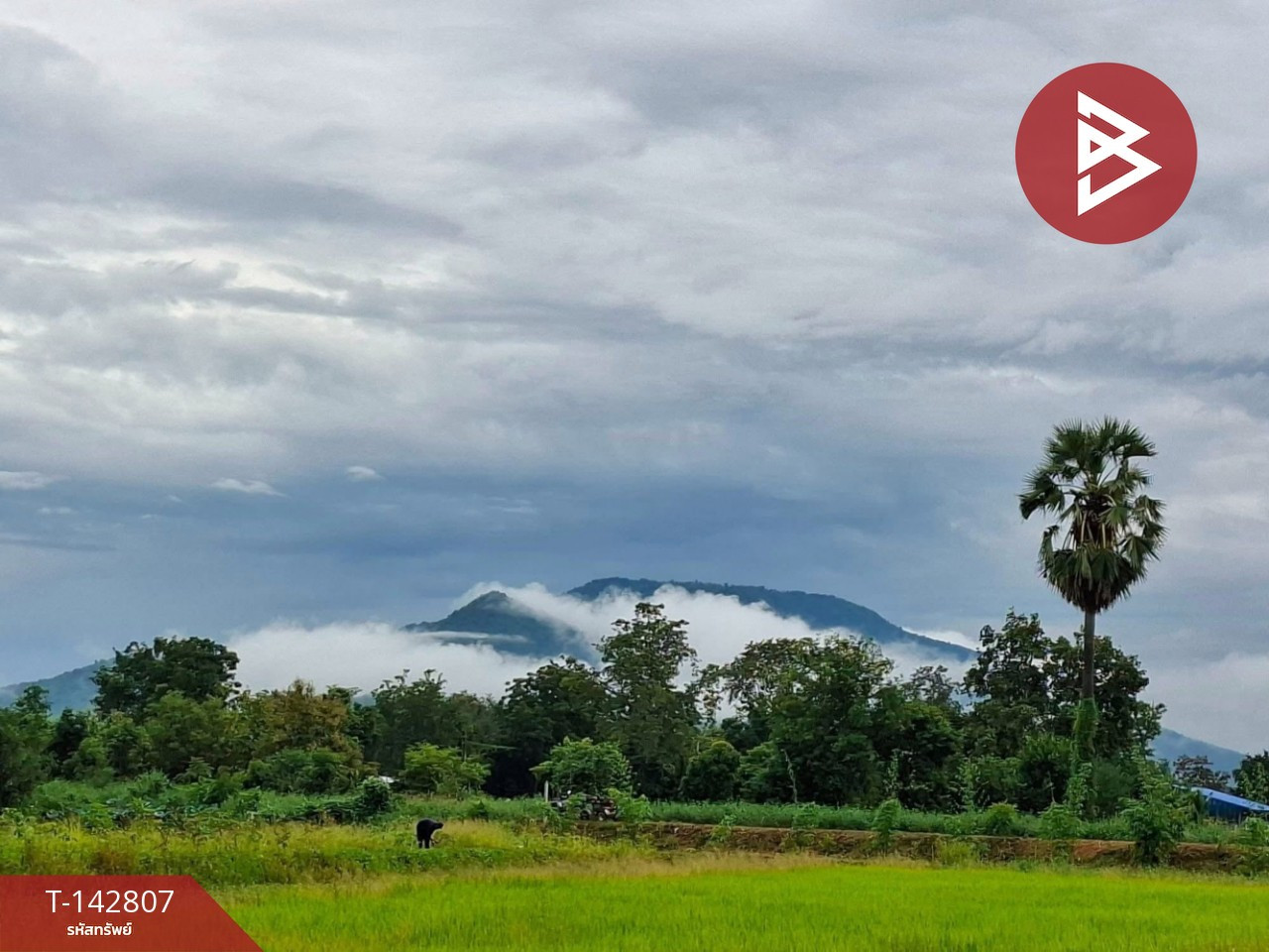 ขายที่ดิน เนื้อที่ 10 ไร่ ลาดยาว นครสวรรค์ – รูปที่ 3