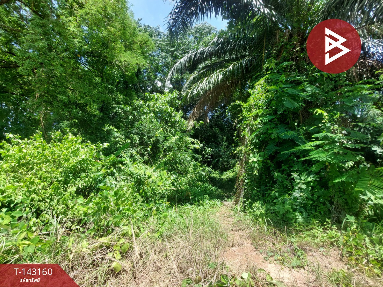 Land for sale next to the Mekong River, area 5 rai 85 sq m, Wat Luang, Phon Phisai, Nong Khai. – รูปที่ 3