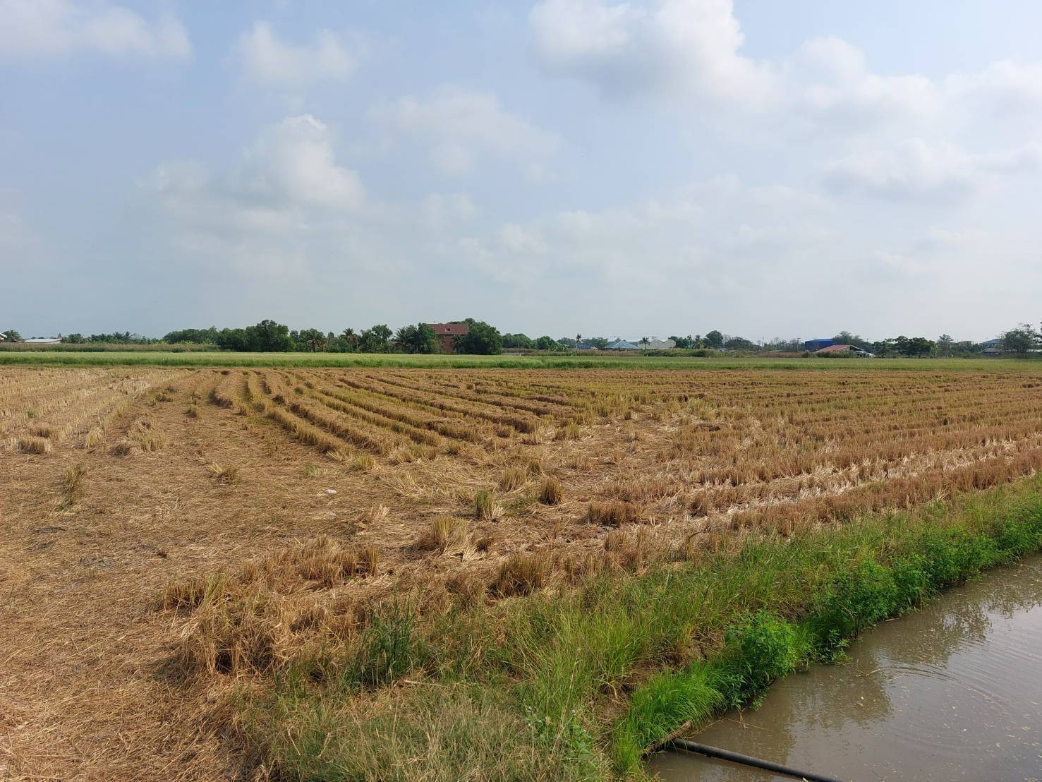 Land for sale next to Suwinthawong Road, width 111 meters, original rice field, very beautiful, selling cheap. – รูปที่ 3