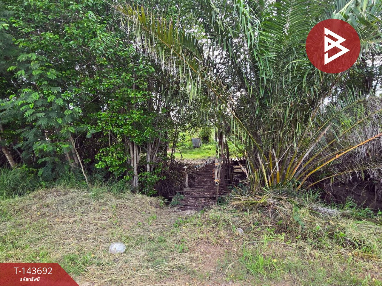 Land for sale, area 14 rai 77 sq m, Tha Yang, Chumphon. – รูปที่ 4