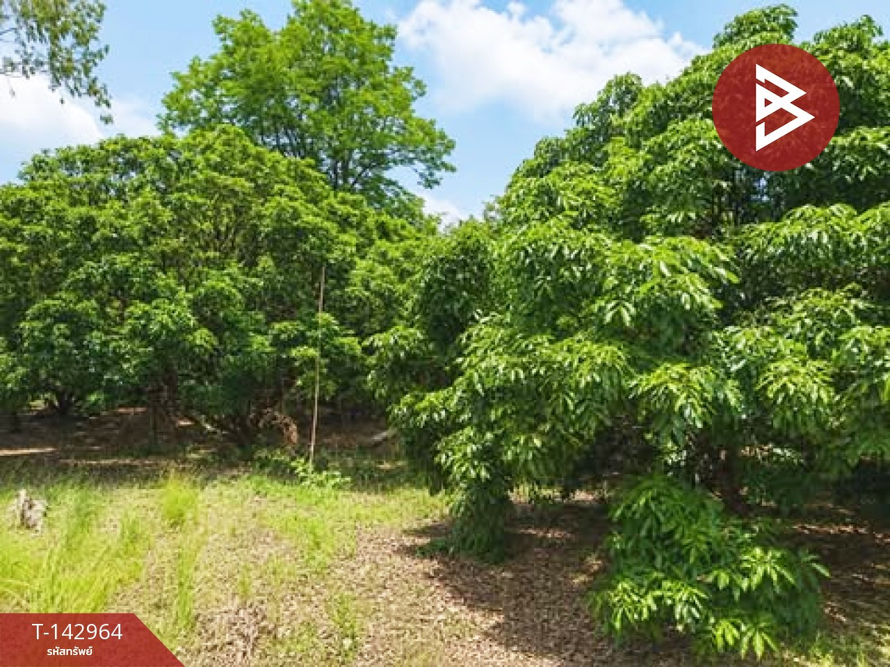 Land for sale, area 35 rai 2 ngan 93.9 sq m, Soi Dao, Chanthaburi. – รูปที่ 2