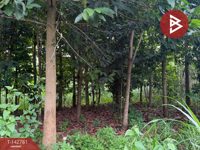 ขายที่ดิน เนื้อที่ 7 ไร่ 1 งาน 80.4 ตร.วา จอมทอง เชียงใหม่ – รูปที่ 4