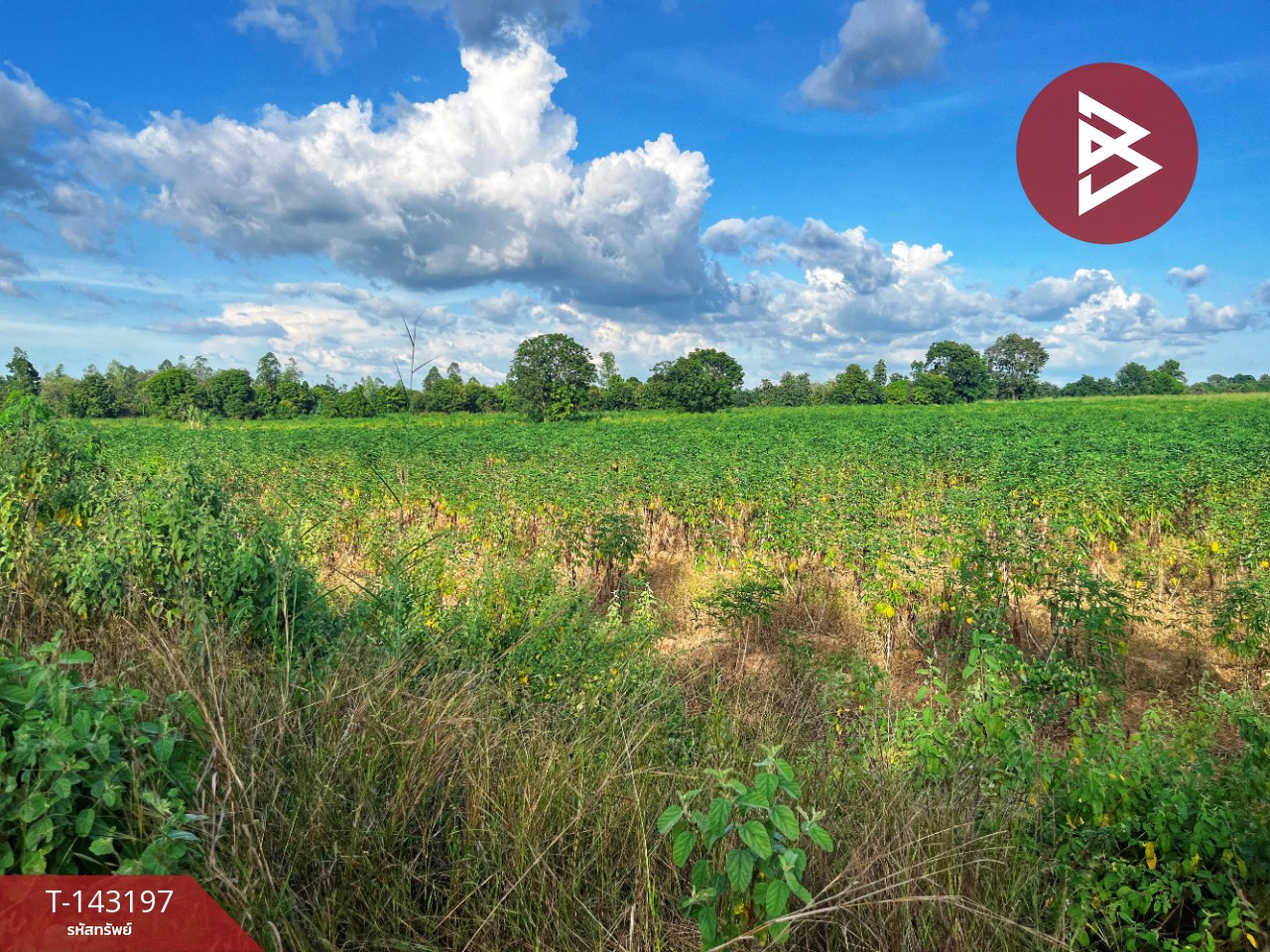 Land for sale, area 41 rai 2 ngan 30 sq m, Hankha, Chainat. Land for sale, area 41 rai 2 ngan 30 sq m, Hankha, Chainat.