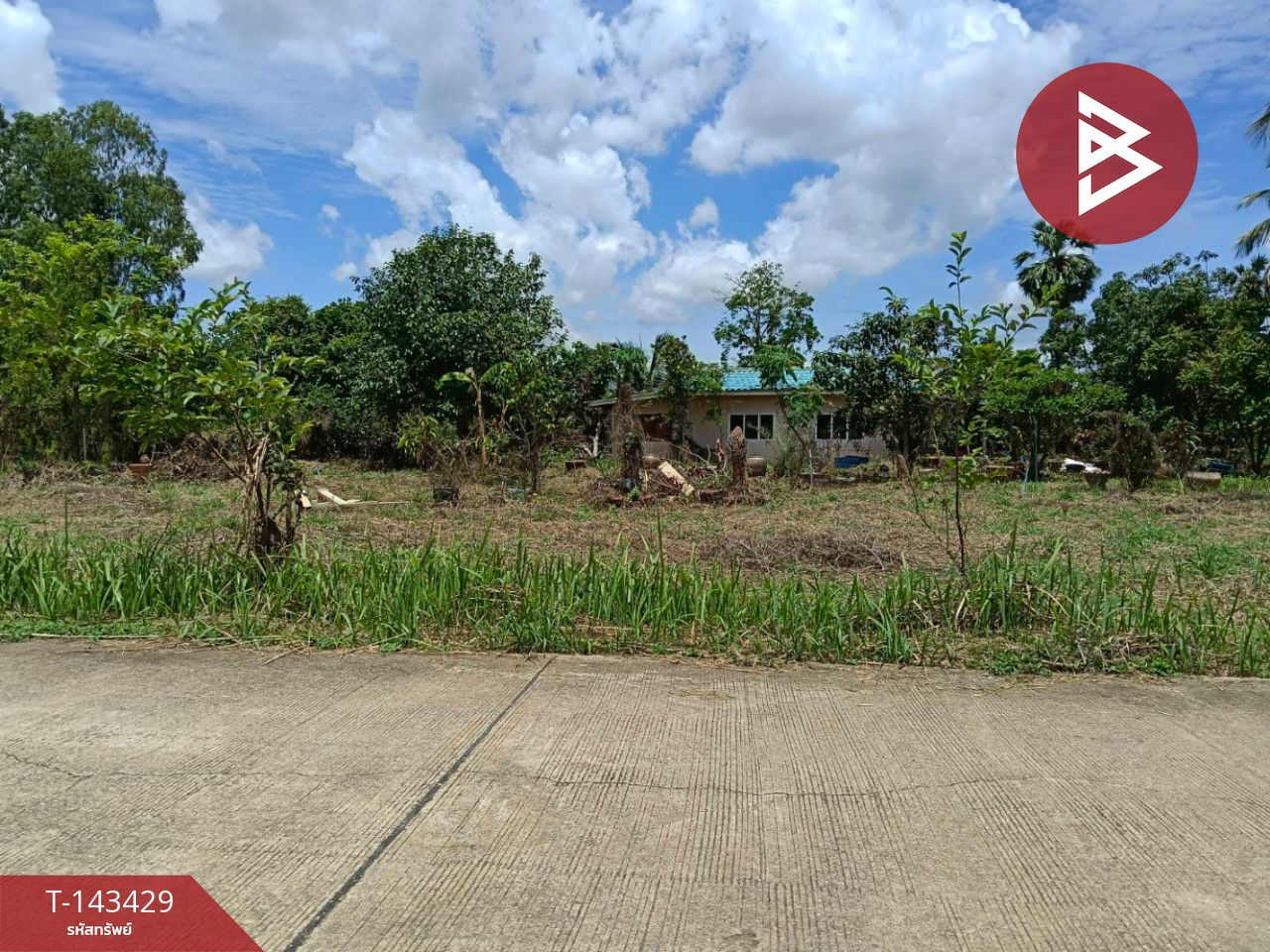 Land for sale, area 6 rai 2 ngan 1 sq m, Makham Sung, Phitsanulok Land for sale, area 6 rai 2 ngan 1 sq m, Makham Sung, Phitsanulok