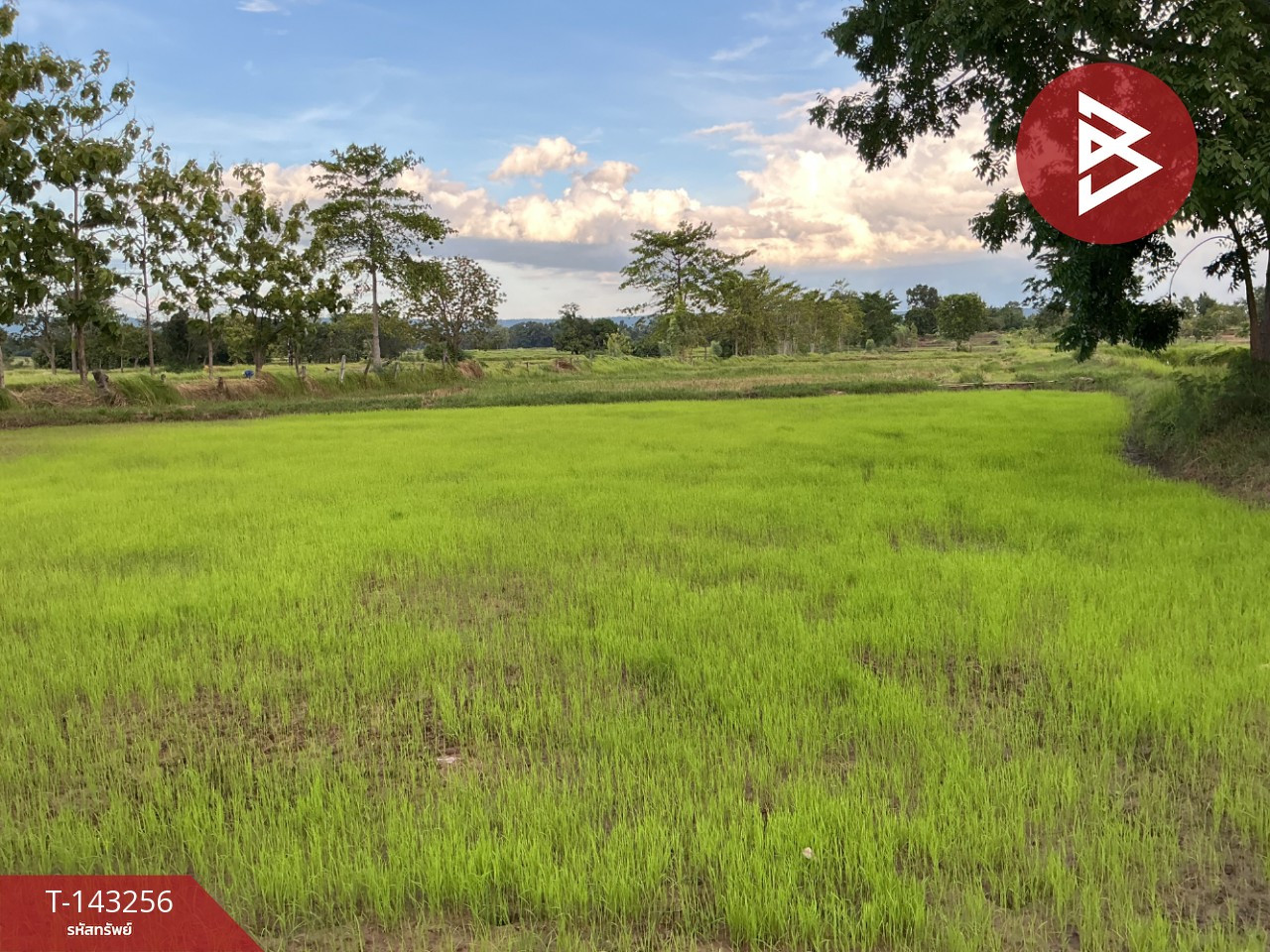 ขายที่ดิน เนื้อที่ 9 ไร่ โนนสัง หนองบัวลำภู – รูปที่ 2