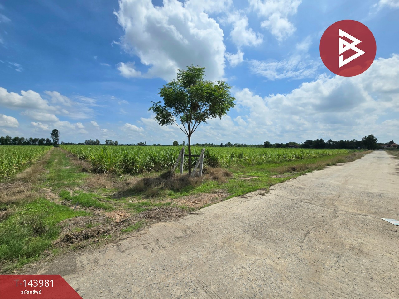 Land for sale, area 20 rai 3 ngan 62 sq m, Sanghaeng, Ang Thong.