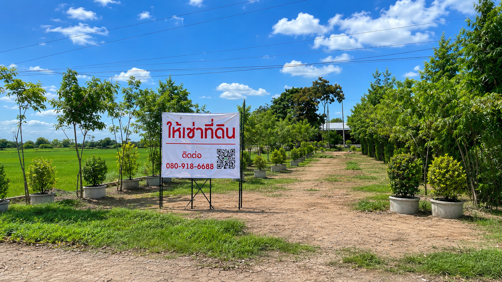 Land for rent, rice field view – รูปที่ 2