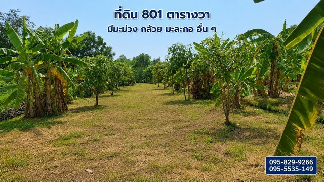 ขายที่ดินถมแล้ว 2-0-01ไร่ โครงการ Wellness City (เวลเนสซิตี้) เพื่อการพักวัยเกษียณ ใกล้ถนนปทุมธานี-สามโคก-เสนา (ทล.3111)อ.บางไทร จ.อยุธยา ขายที่ดินถมแล้ว 2-0-01ไร่ โครงการ Wellness City (เวลเนสซิตี้) เพื่อการพักวัยเกษียณ ใกล้ถนนปทุมธานี-สามโคก-เสนา (ทล.3111)อ.บางไทร จ.อยุธยา