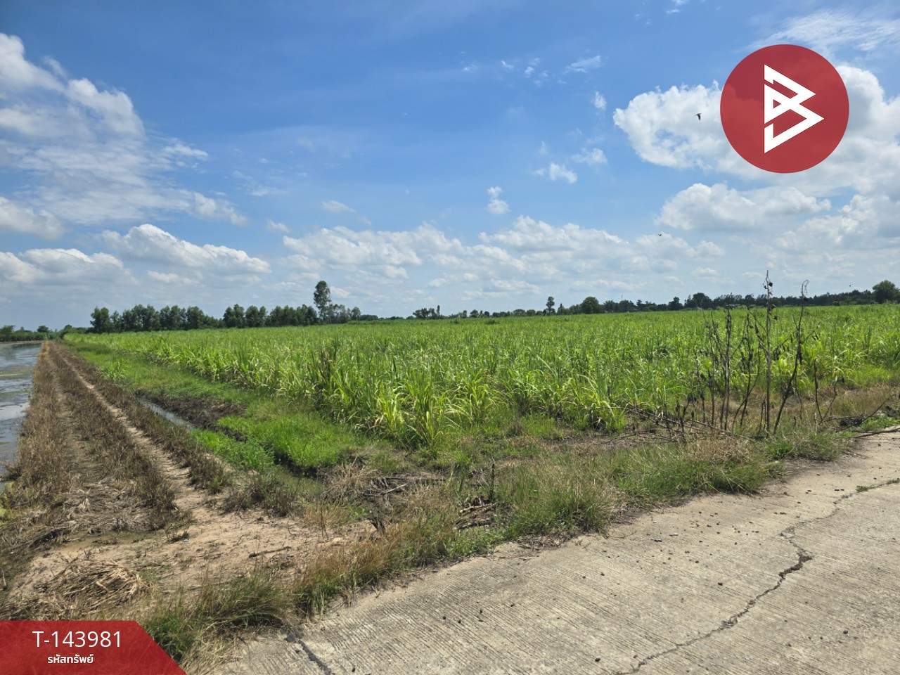 ขายที่ดิน เนื้อที่ 20 ไร่ 3 งาน 62 ตร.วา แสวงหา อ่างทอง – รูปที่ 3