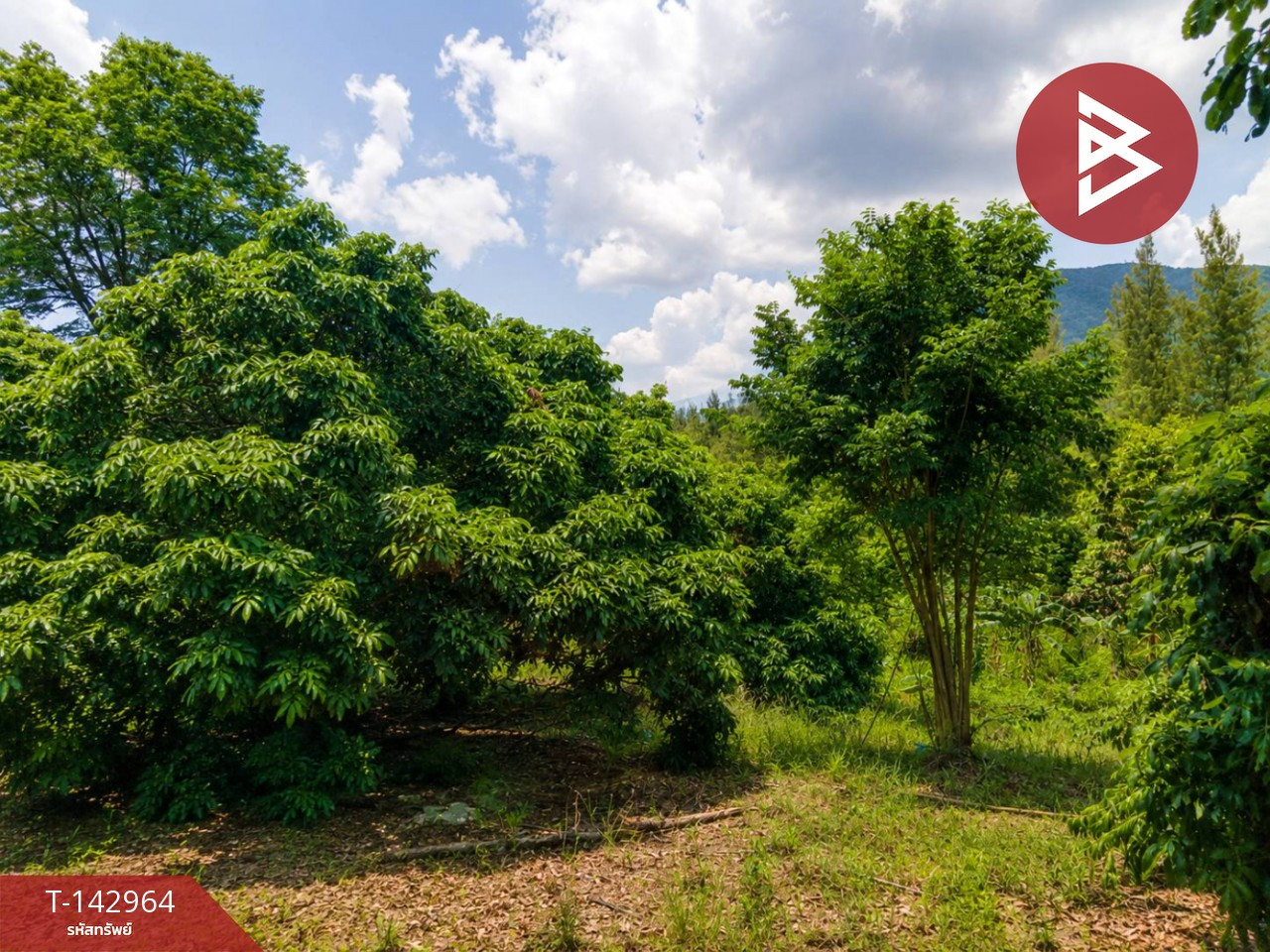 Land for sale, area 35 rai 2 ngan 93.9 sq m, Soi Dao, Chanthaburi.