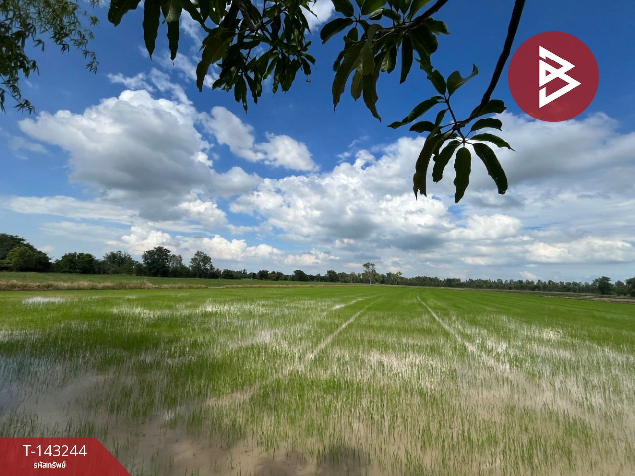 Land for sale, area 17 rai 2 ngan 36 sq m, Khanu Woralaksaburi, Kamphaeng Phet. – รูปที่ 4