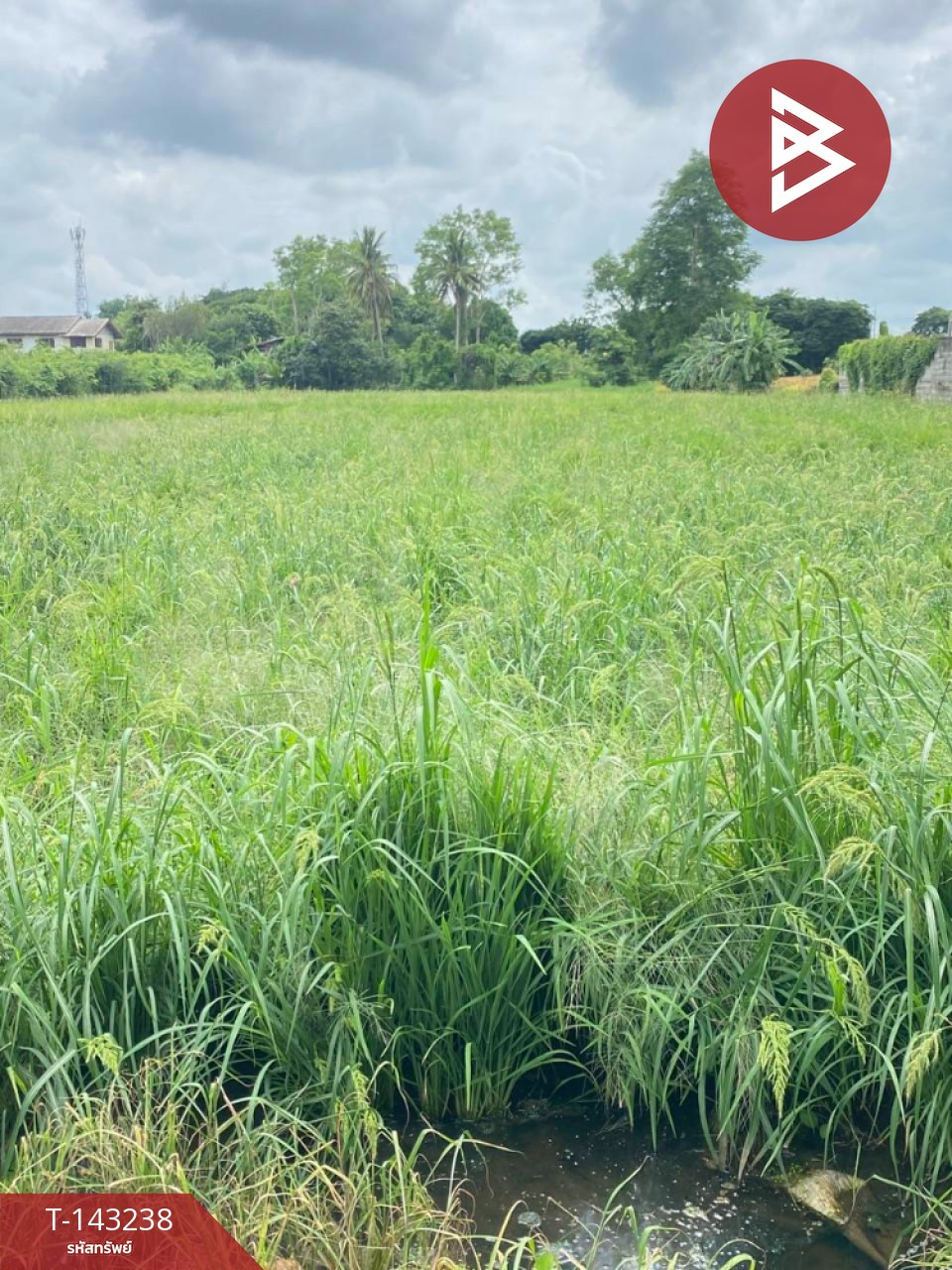 Land for sale, area 4 rai 92 sq m, Tha Pho, Phitsanulok. Land for sale, area 4 rai 92 sq m, Tha Pho, Phitsanulok.