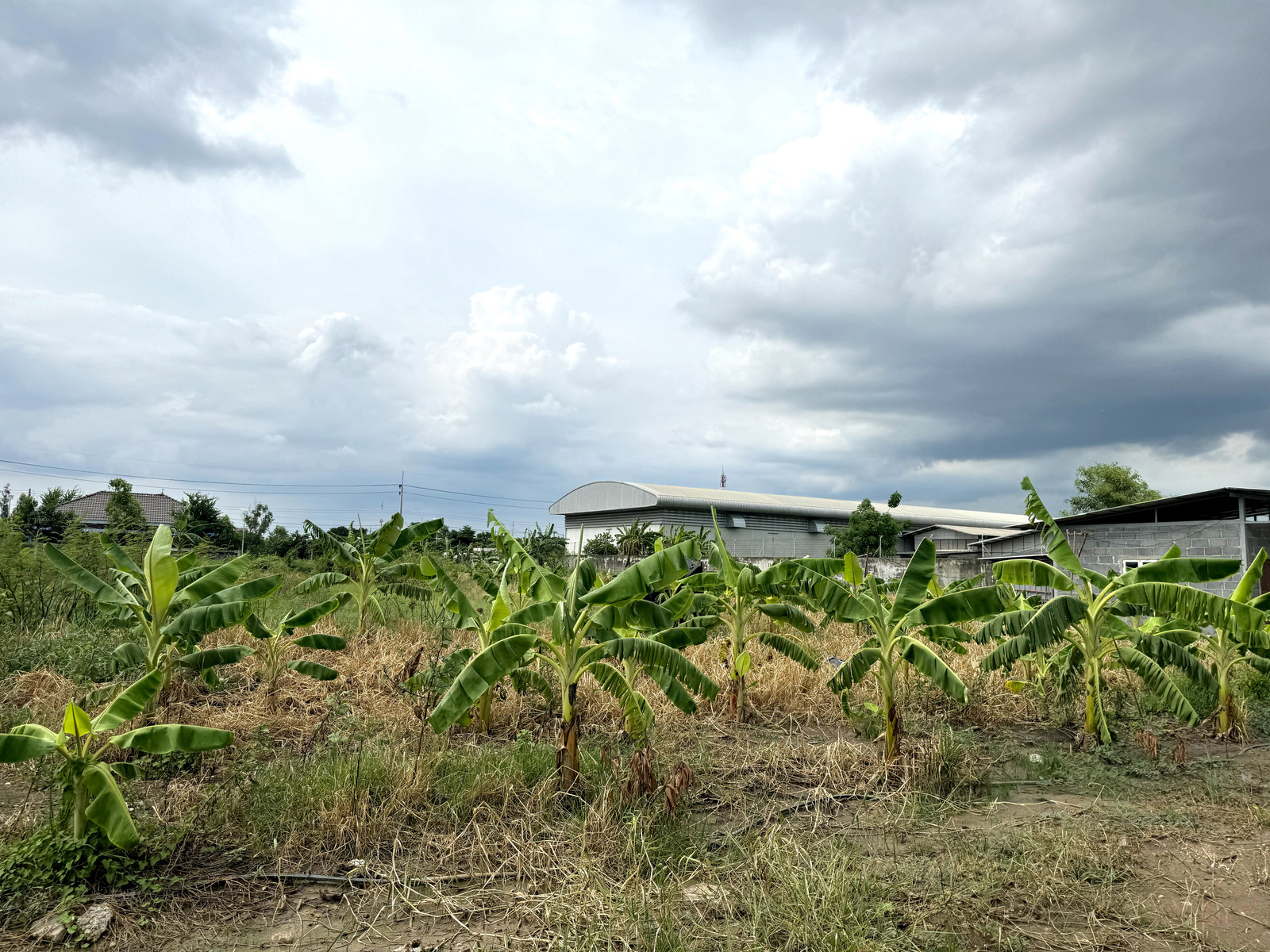 Urgent sale, land 3 rai 2 ngan 64 sq m, 10 year high fill, Soi Bongkot 30, Khlong Song, Pathum Thani. Urgent sale, land 3 rai 2 ngan 64 sq m, 10 year high fill, Soi Bongkot 30, Khlong Song, Pathum Thani.