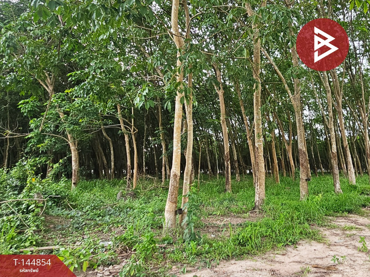 ขายที่ดิน เนื้อที่ 6 ไร่ 1 งาน 83.2 ตร.วา บ้านค่าย ระยอง – รูปที่ 4