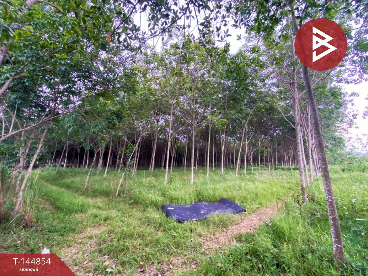 ขายที่ดิน เนื้อที่ 6 ไร่ 1 งาน 83.2 ตร.วา บ้านค่าย ระยอง – รูปที่ 3
