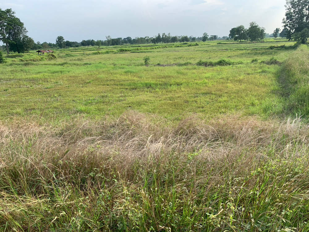 Call : 081-897-6270 Urgent sale! Land in Chaiyaphum, priced below appraised value 6-2-23 rai, Prime location in Nong Bua Yai, Chaturat, Chaiyaphum – รูปที่ 3