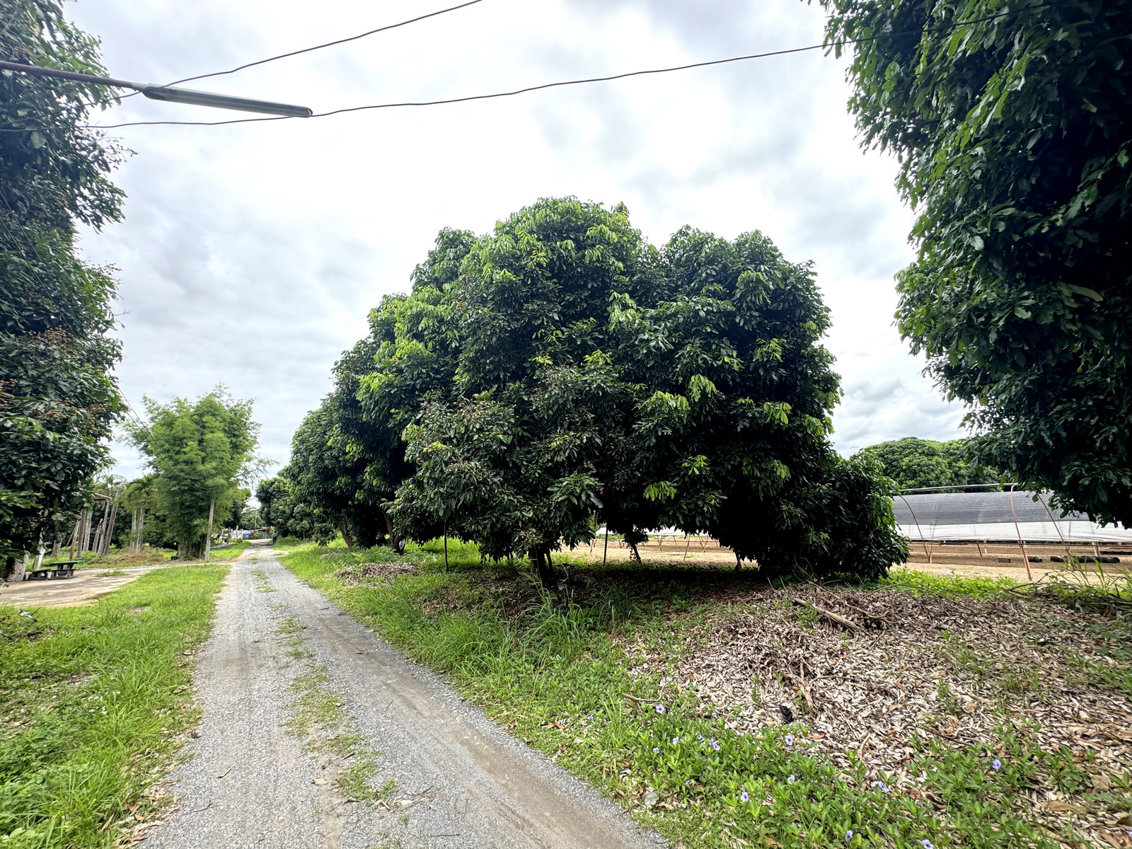 ที่ดินสวนลำไย 35 ไร่ 3 งาน 12 ตร.วา แม่แฝกใหม่ เชียงใหม่ – รูปที่ 2