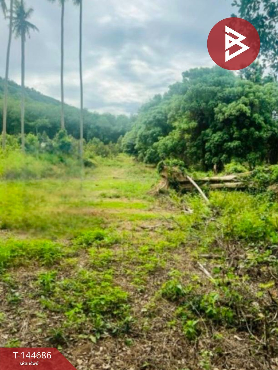 Land for sale, area 6 rai 2 ngan 51.2 sq m, Koh Samui, Surat Thani. Land for sale, area 6 rai 2 ngan 51.2 sq m, Koh Samui, Surat Thani.