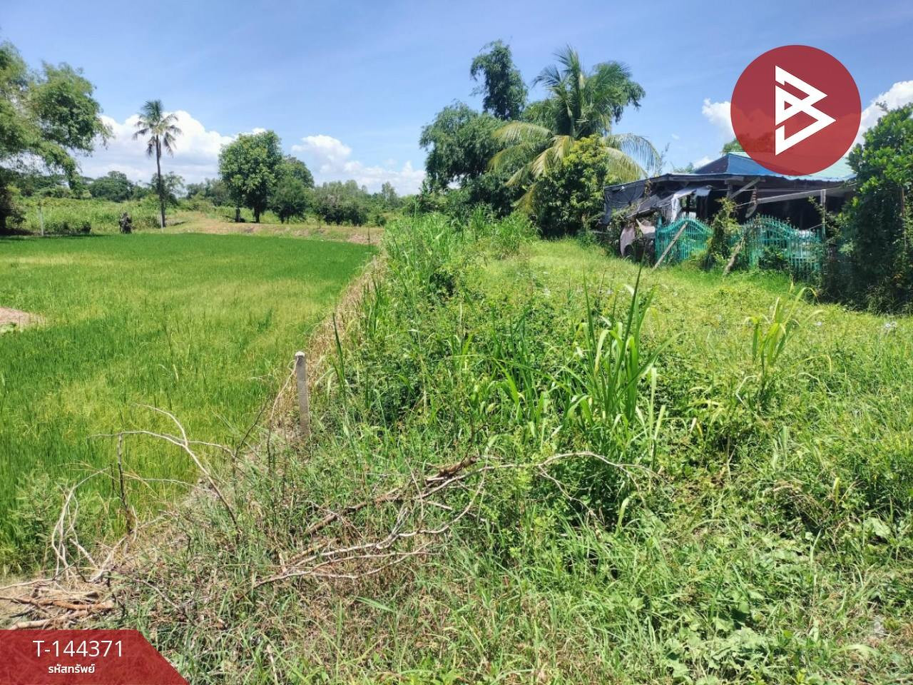 Small plot of land for sale, area 140 sq m, next to Khlong Main, Phrom Phiram District, Phitsanulok. – รูปที่ 3