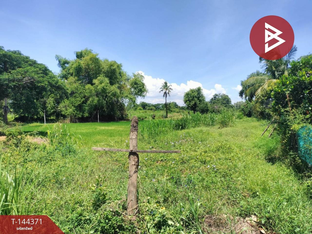 Small plot of land for sale, area 140 sq m, next to Khlong Main, Phrom Phiram District, Phitsanulok. – รูปที่ 4
