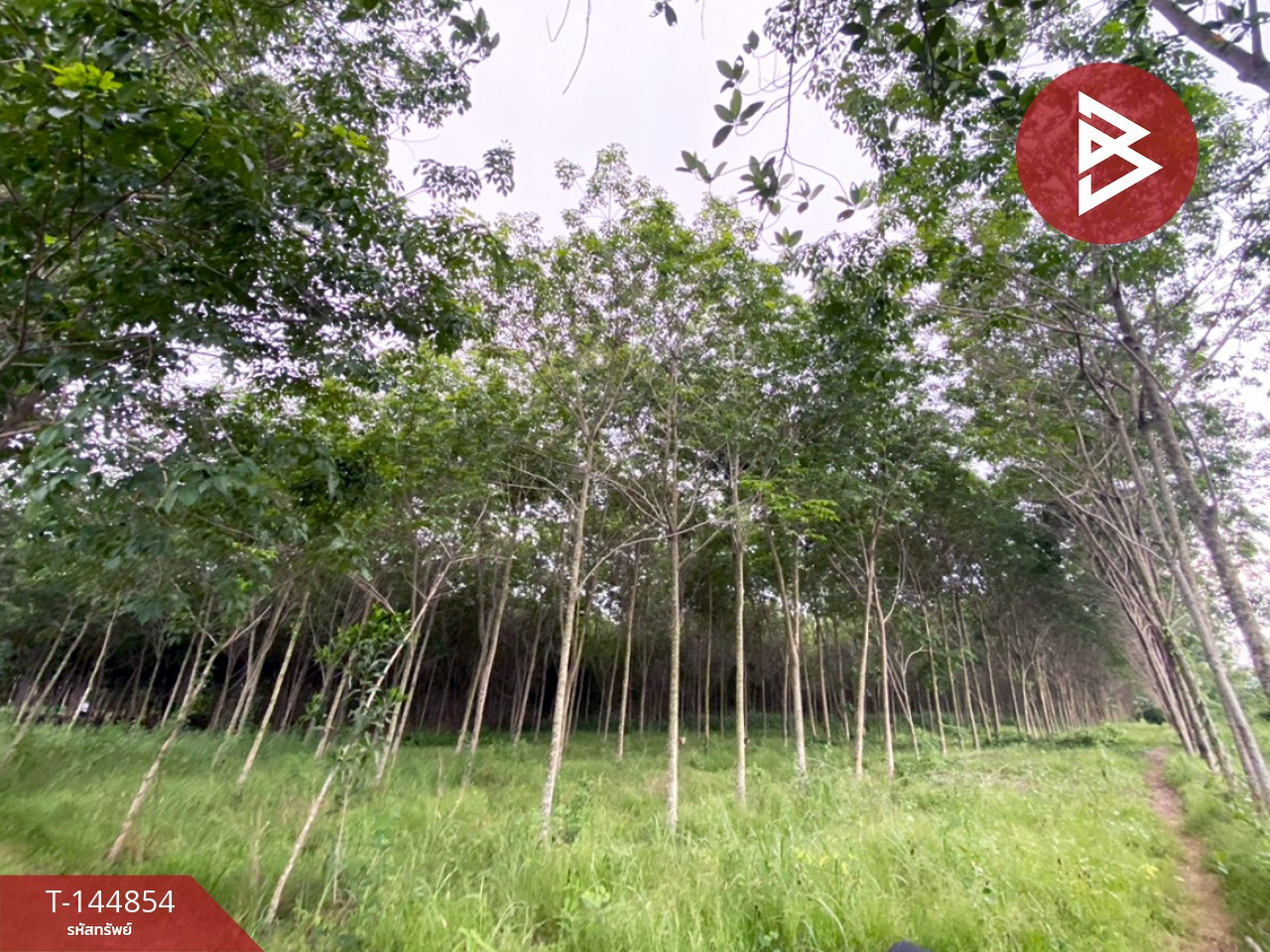 ขายที่ดิน เนื้อที่ 6 ไร่ 1 งาน 83.2 ตร.วา บ้านค่าย ระยอง – รูปที่ 2