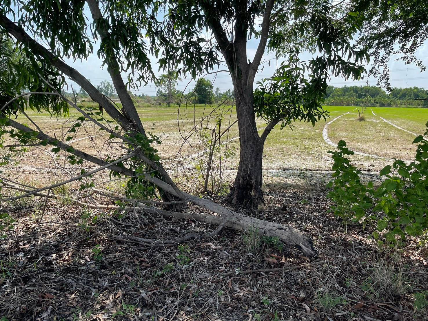 Urgent sale! Lat Lum Kaeo land, 1 rai 50 sq m, along Khlong To Sen Road, good location, wide frontage, corner plot, south facing, receives wind all year round. – รูปที่ 3