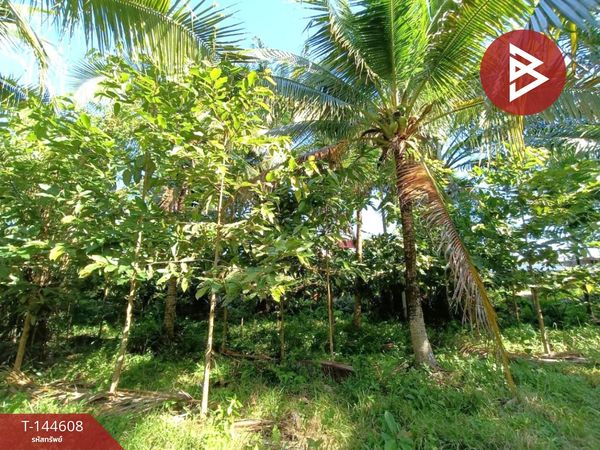 Land for sale with rubber trees, area 1 rai 2 ngan 12.5 square wah, Tha Sala, Nakhon Si Thammarat.