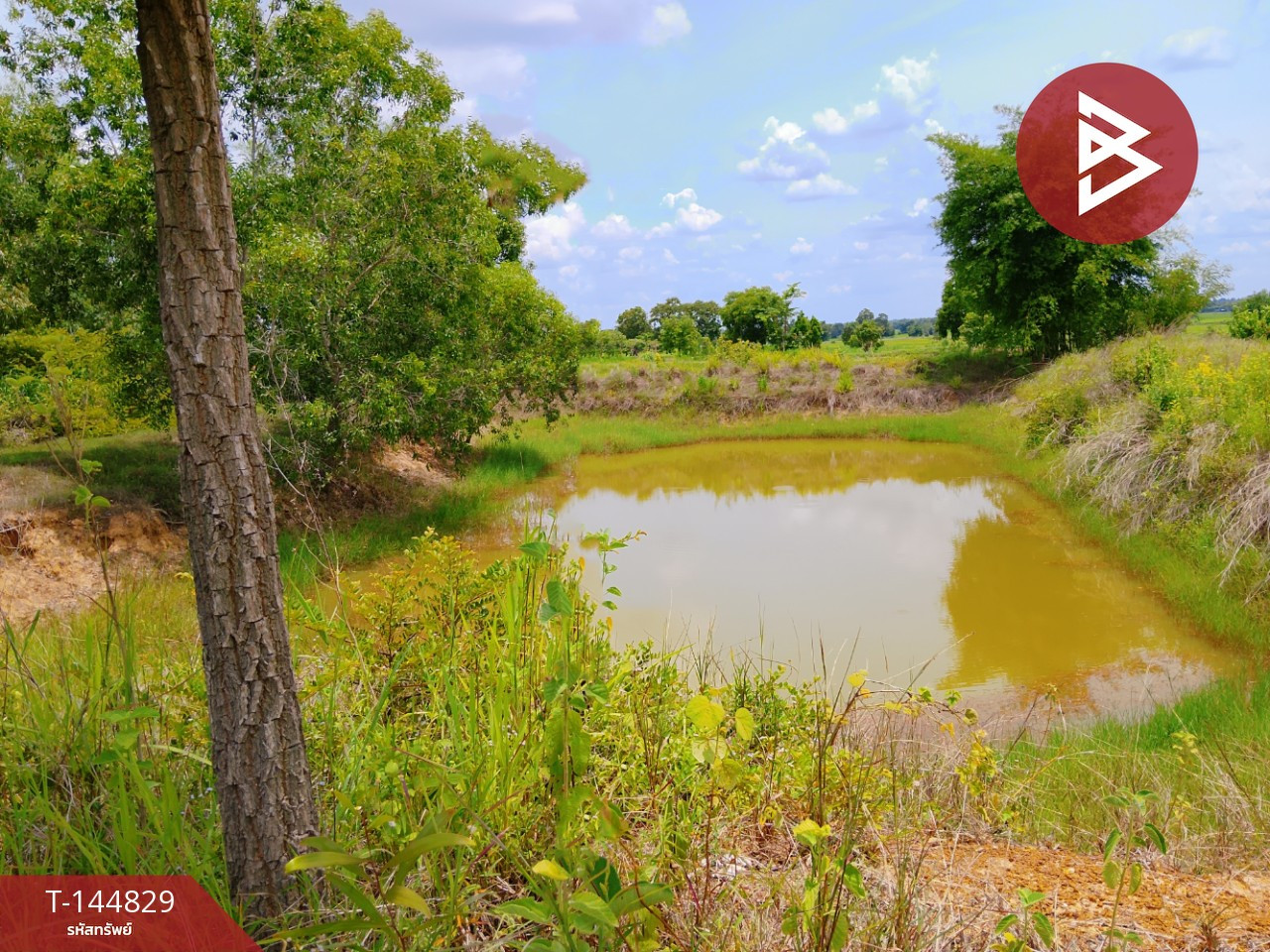 Land for sale, area 7 rai 3 ngan 43 sq m, Chom Phra, Surin. – รูปที่ 4