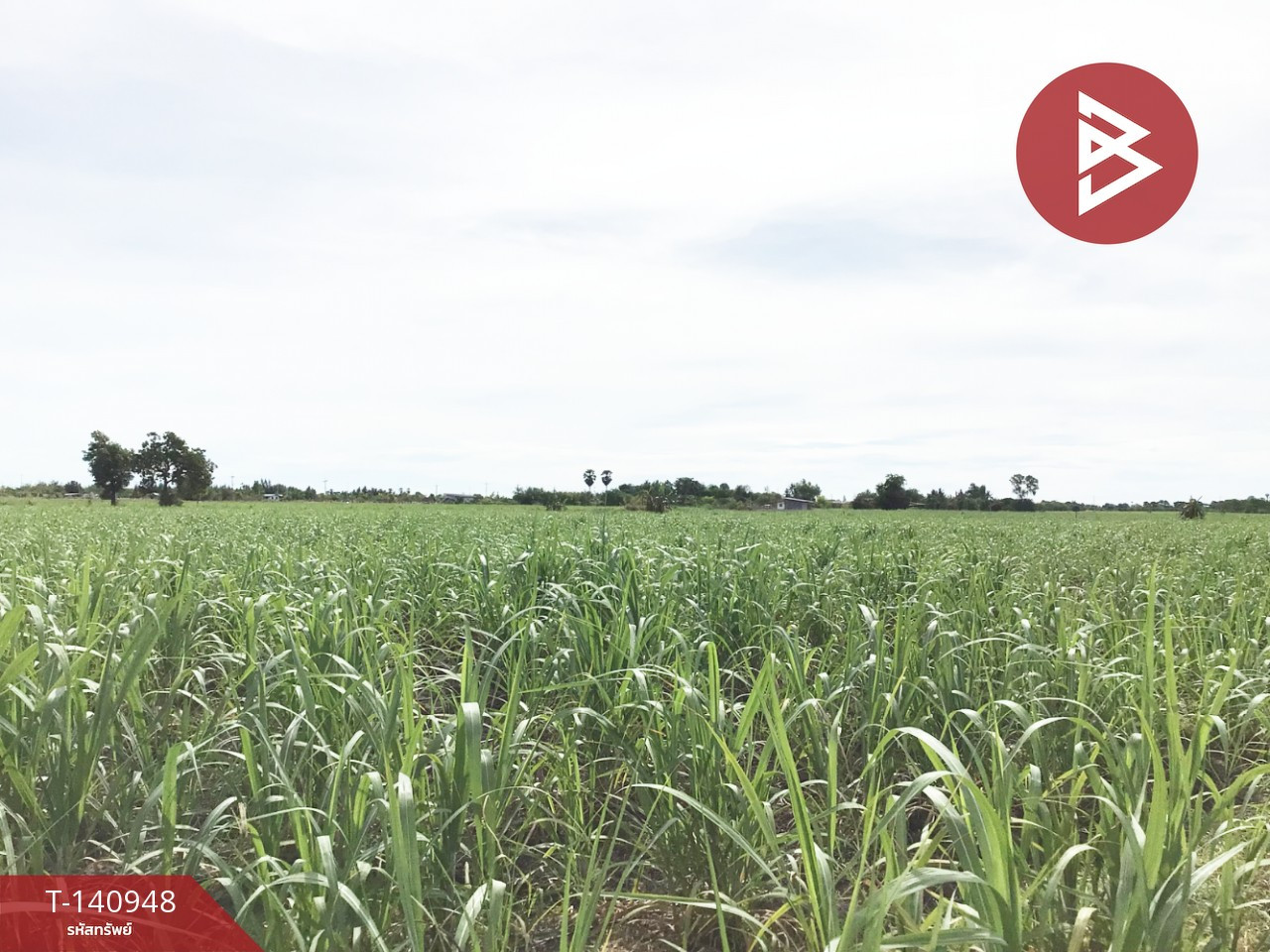 Land for sale, area 8 rai 2 ngan 71.2 square wah, U Thong, Suphanburi. – รูปที่ 3