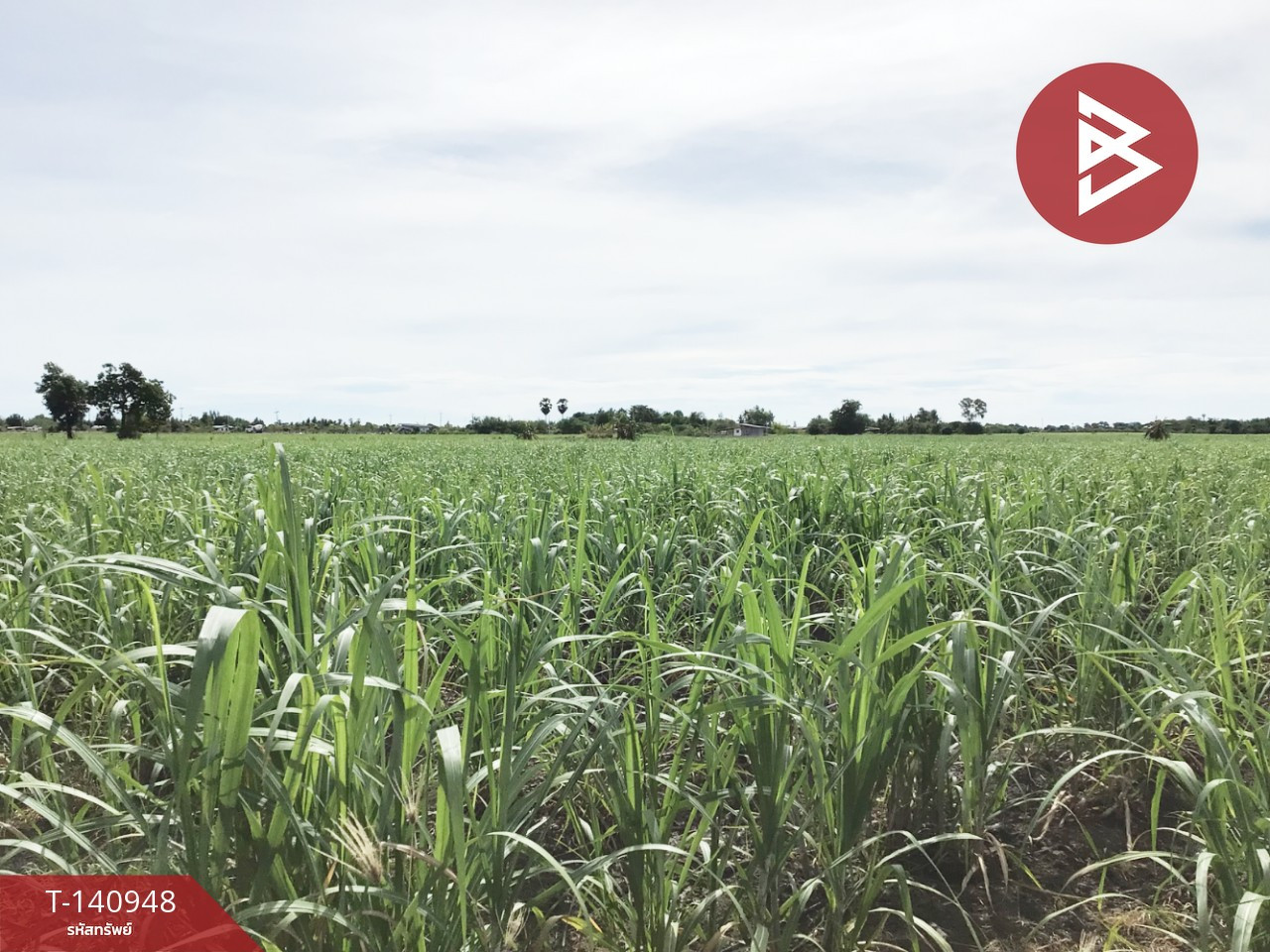 Land for sale, area 8 rai 2 ngan 71.2 square wah, U Thong, Suphanburi. – รูปที่ 4