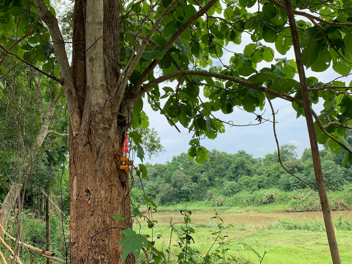 Land for sale next to the Nan River, 8 rai, Phu Phiang District, with a shady golden teak forest garden, next to the famous hotel Nan De Panna, best price only 12 million baht. Land for sale next to the Nan River, 8 rai, Phu Phiang District, with a shady golden teak forest garden, next to the famous hotel Nan De Panna, best price only 12 million baht.