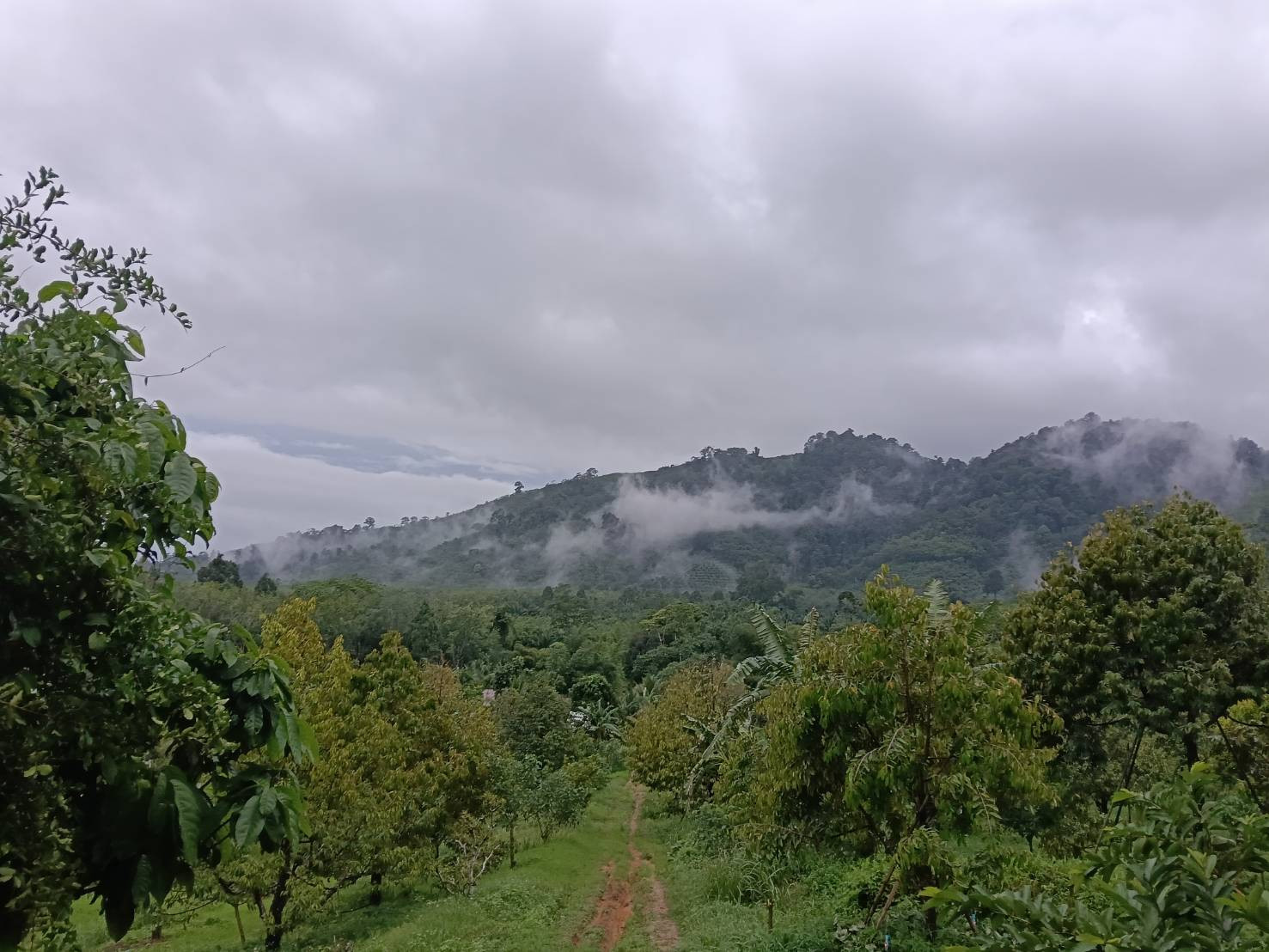 🌳🏡 Land for sale in prime location With premium fruit orchards and vacation homes.