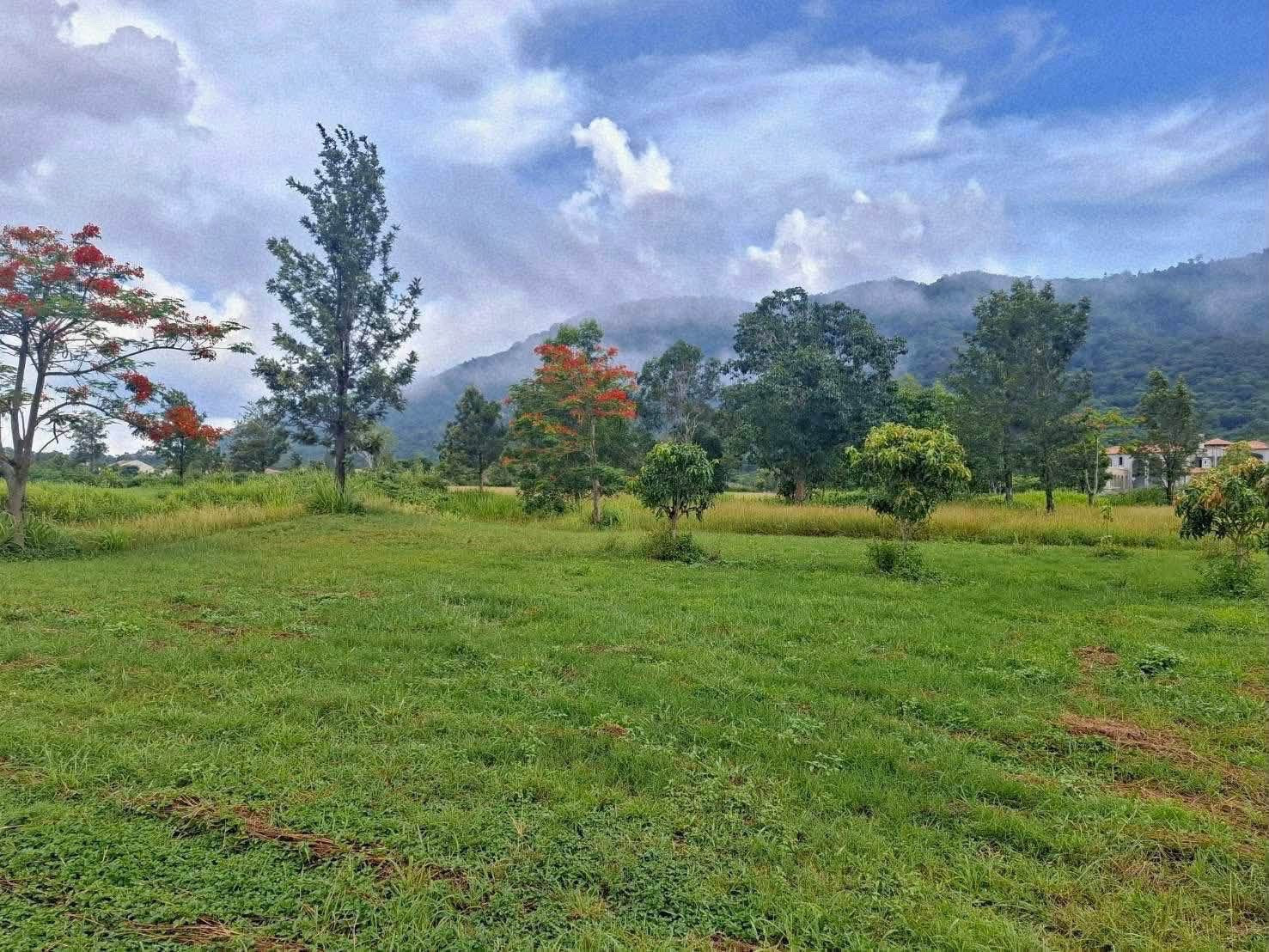 ที่ดิน🔥 TOSCANA 639ตรว 💎
 – รูปที่ 4