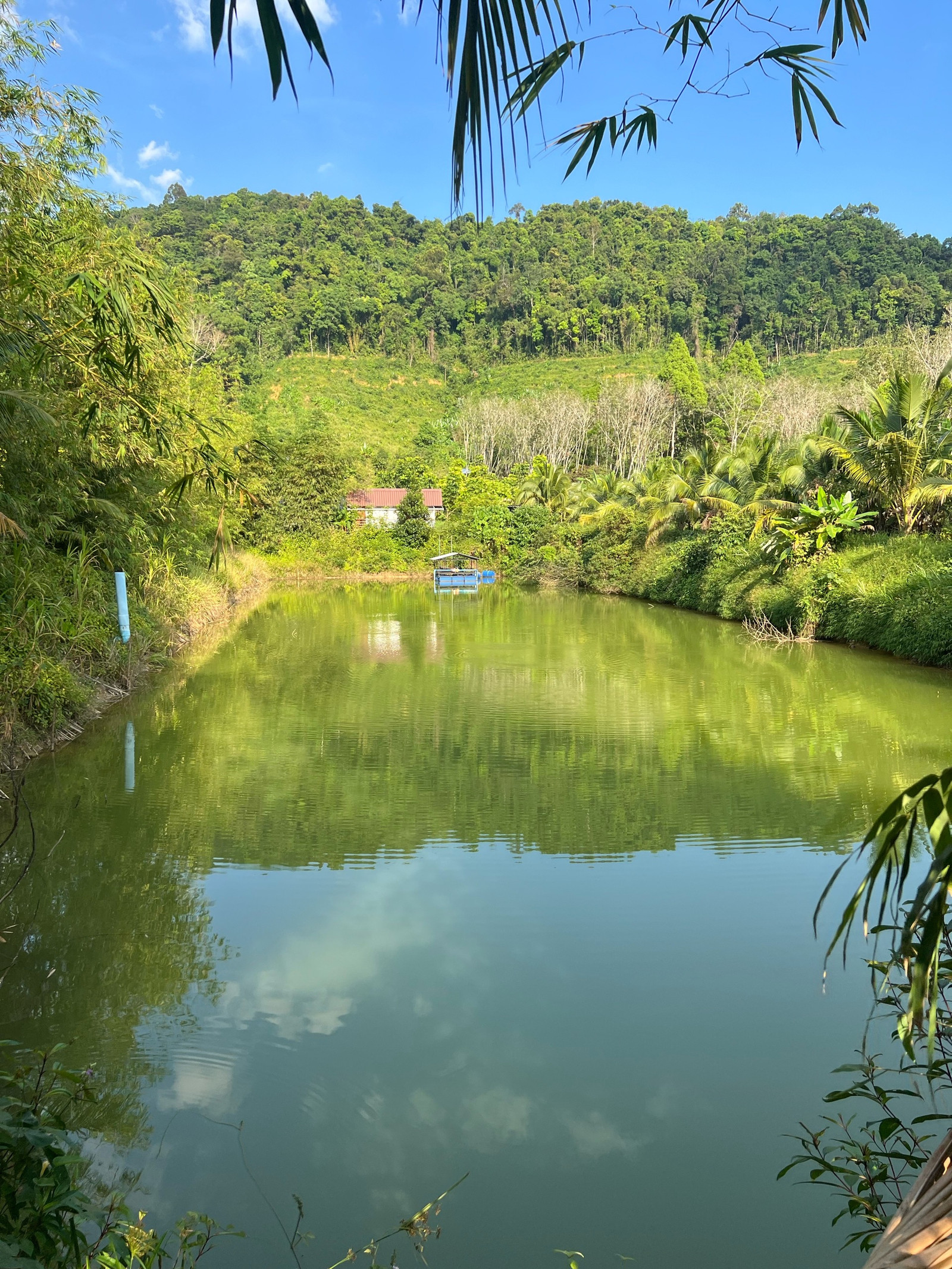 🌳🏡 ขายที่ดินทำเลทอง พร้อมสวนผลไม้พรีเมียมและบ้านพักตากอากาศ – รูปที่ 2