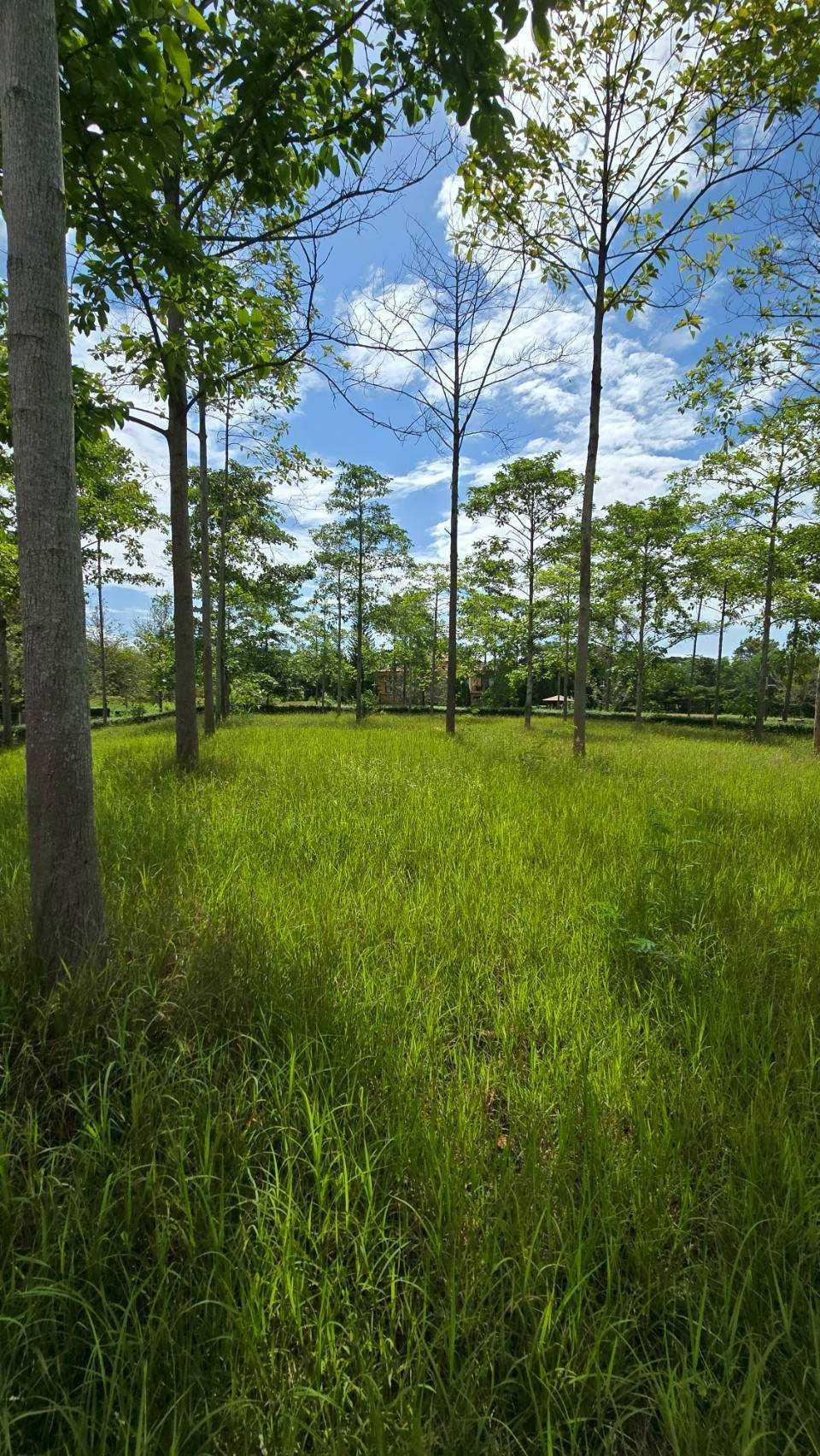 Land for sale in Khao Yai, Toscana Valley, Nakhon Ratchasima, 1 rai, see Khao Yai in the most beautiful angle, corner plot. Land for sale in Khao Yai, Toscana Valley, Nakhon Ratchasima, 1 rai, see Khao Yai in the most beautiful angle, corner plot.
