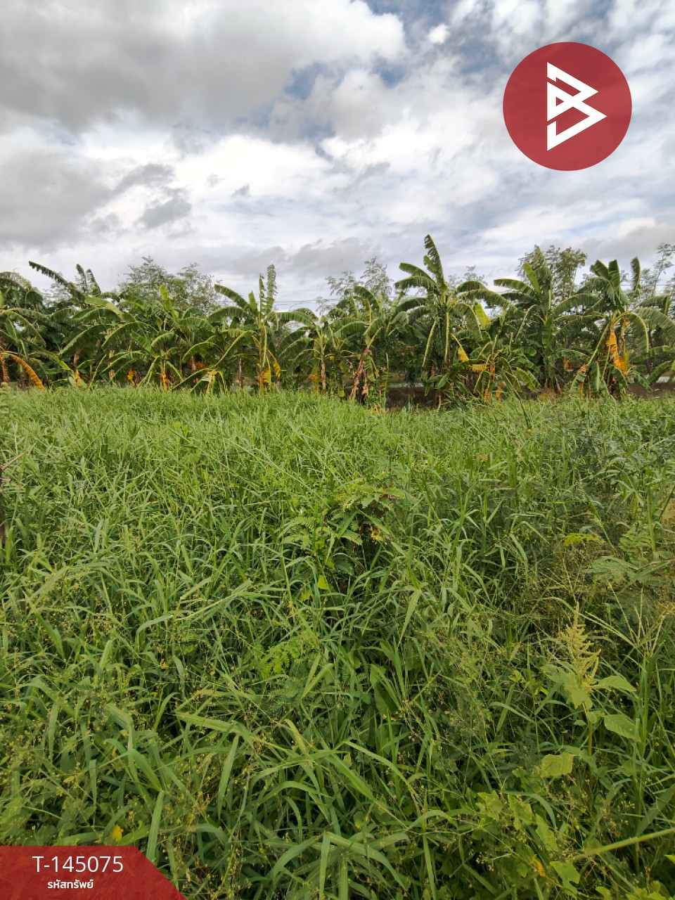 ขายที่ดิน เนื้อที่ 1 งาน บางพลี สมุทรปราการ – รูปที่ 4